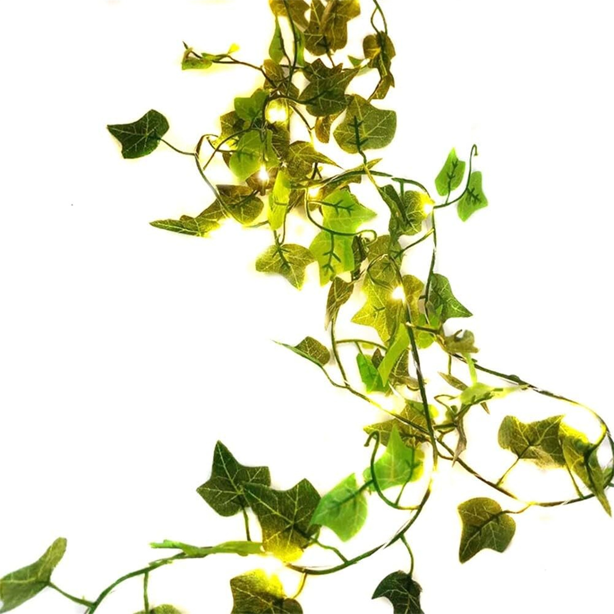 drachenbaum fragrans Dracaena Fragrans Ulysses – Adplants