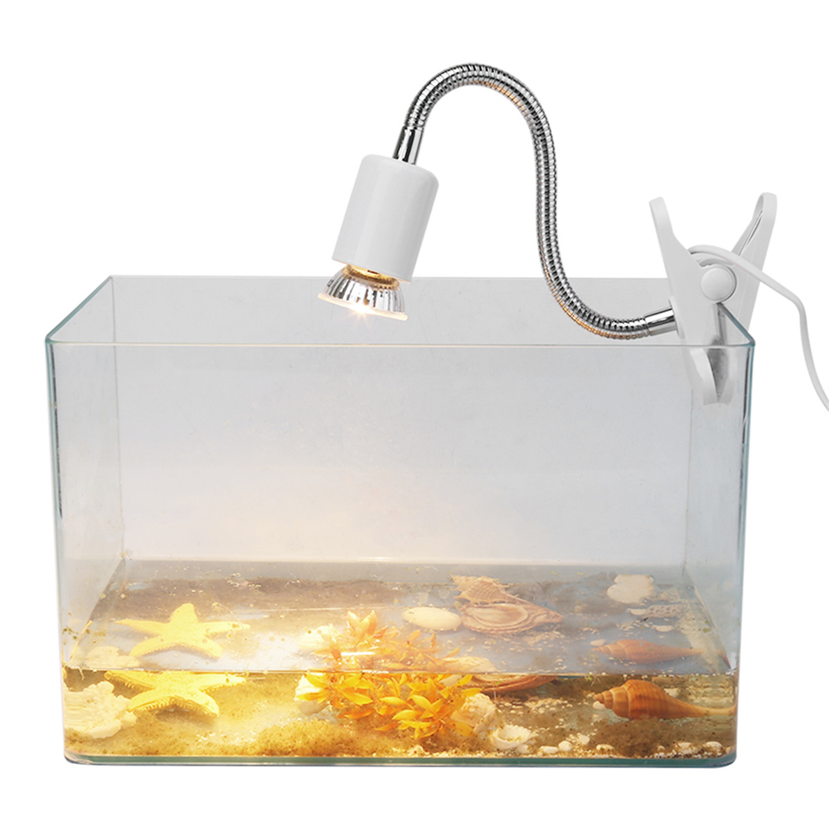 Ein Glasaquarium mit Wasser, Muscheln und einer Lampe. Eine flexible Lampe ist an der Seite befestigt.