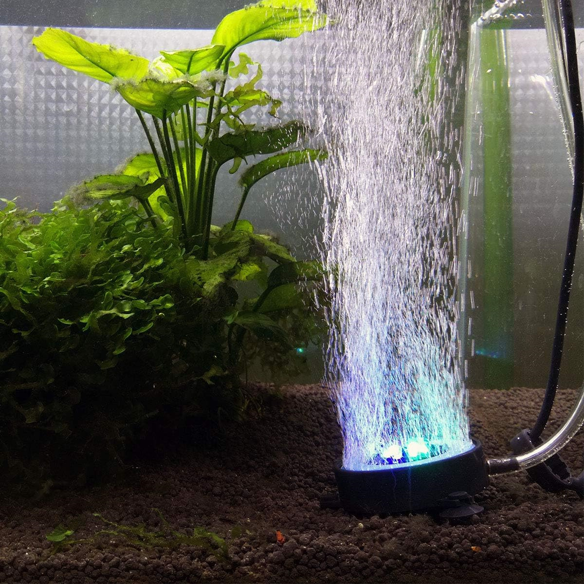 Aquarium mit Pflanzen, Blasen und blauem Licht von einem Blasenmacher.