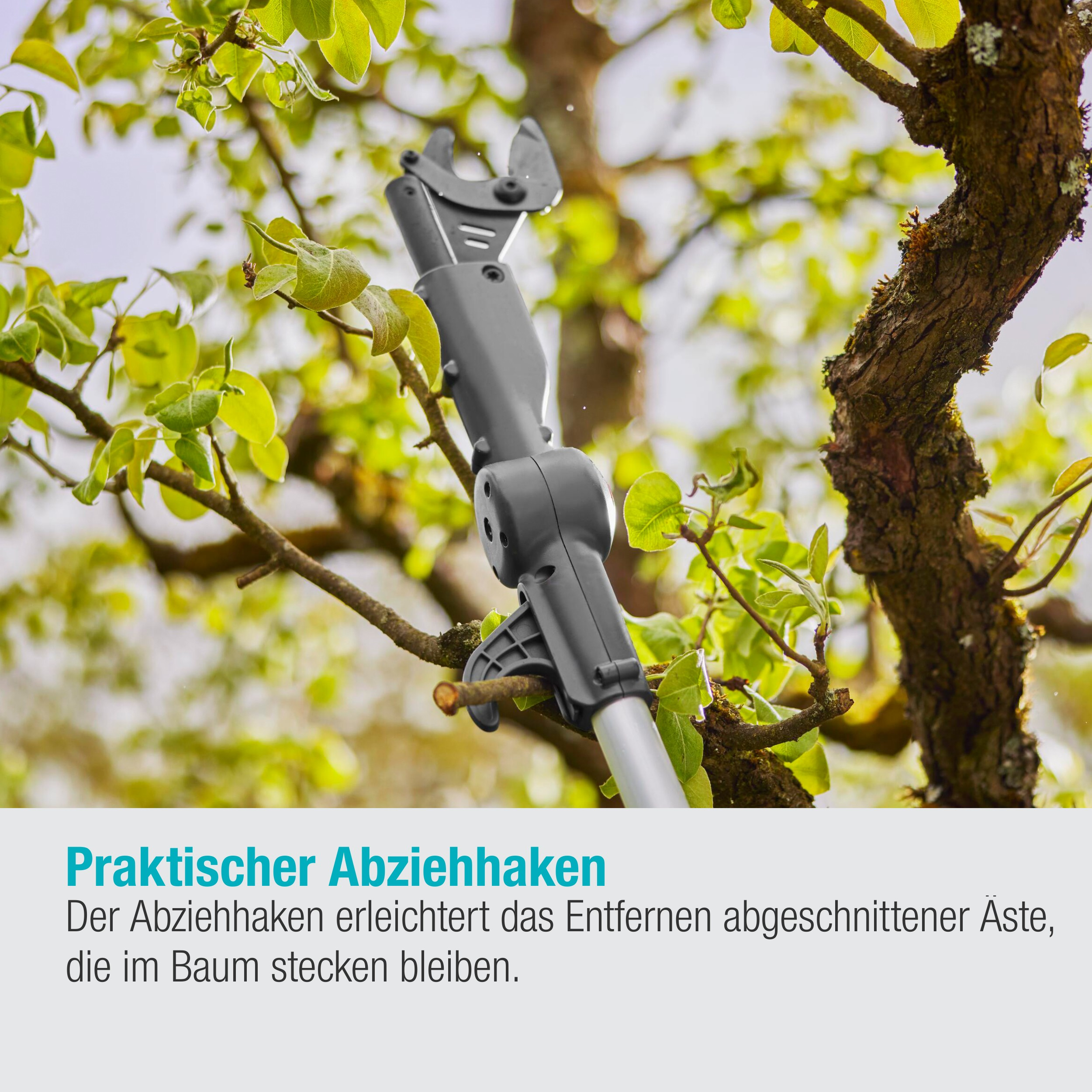 Ein Astschneider schneidet einen Ast von einem Baum ab. Das Werkzeug ist grau, Äste grün.
