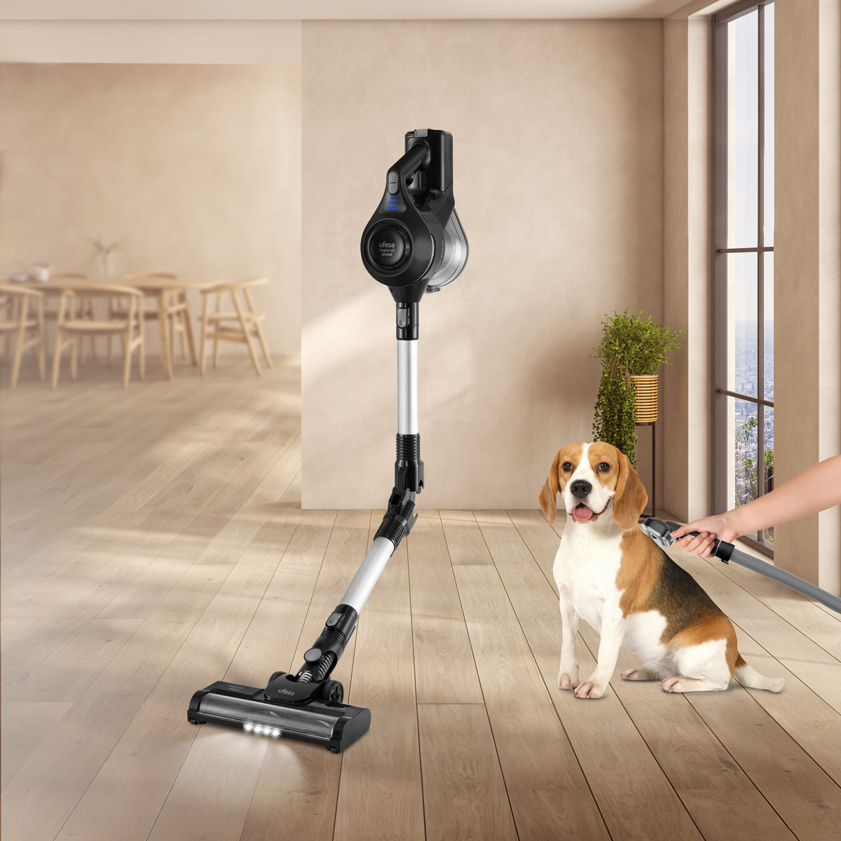 Un aspirapolvere senza fili e un cane che viene aspirato. Il cane è un beagle.