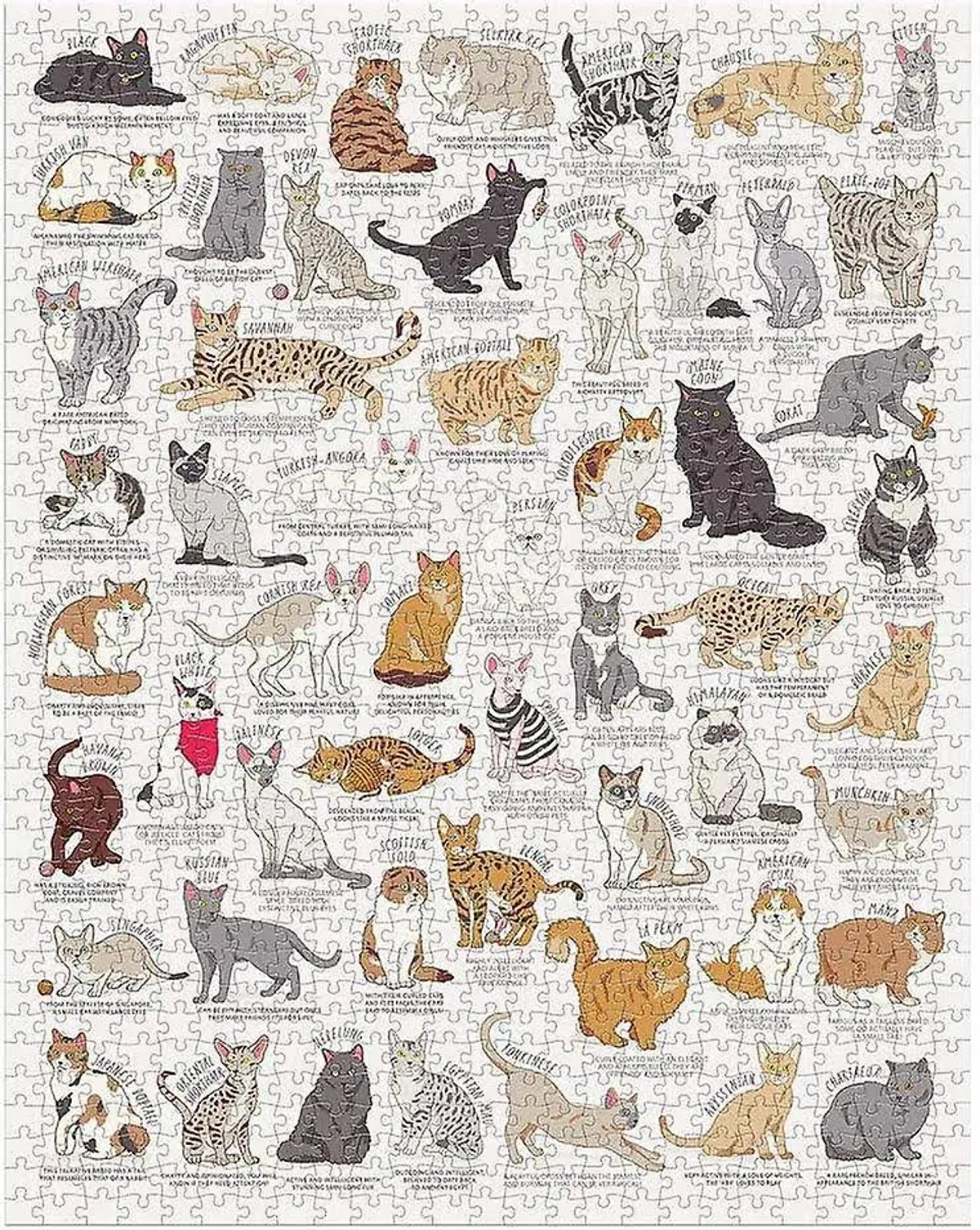 Puzzle con molte razze di gatti con i loro nomi.