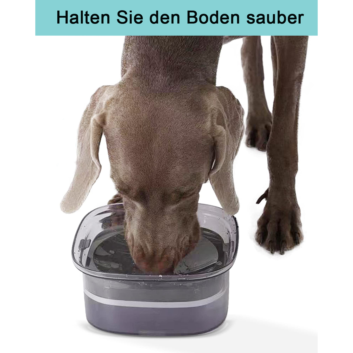 Ein Hund trinkt Wasser aus einer transparenten Schüssel, Text darüber: 'Halten Sie den Boden sauber'.