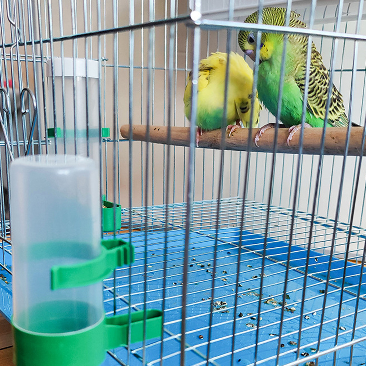 Zwei Sittiche in einem Vogelkäfig aus Metall. Ein Wasserspender und eine Sitzstange sind sichtbar.