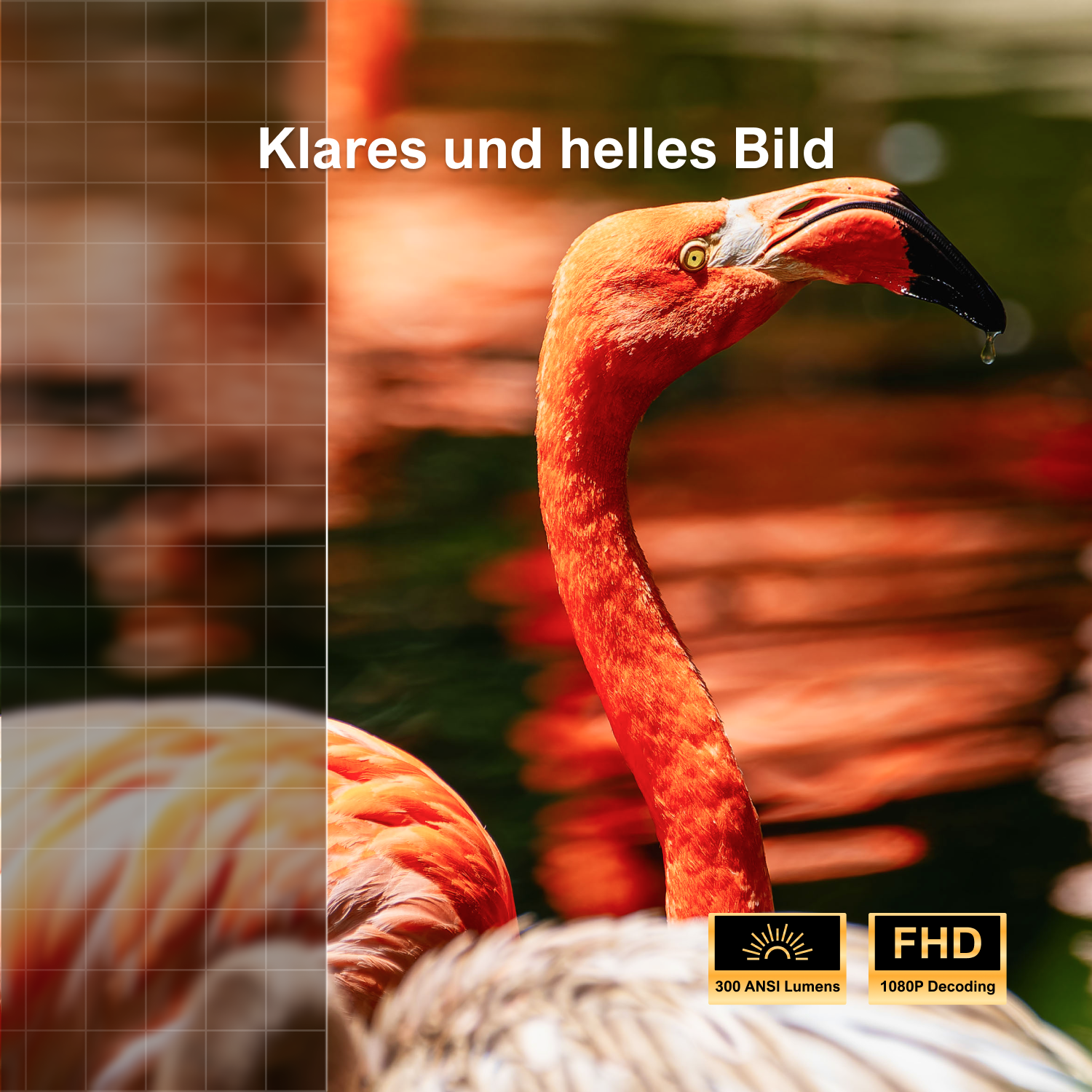Nahaufnahme des Kopfes und Halses eines Flamingos. Hellrote Federn mit schwarzem Schnabel.