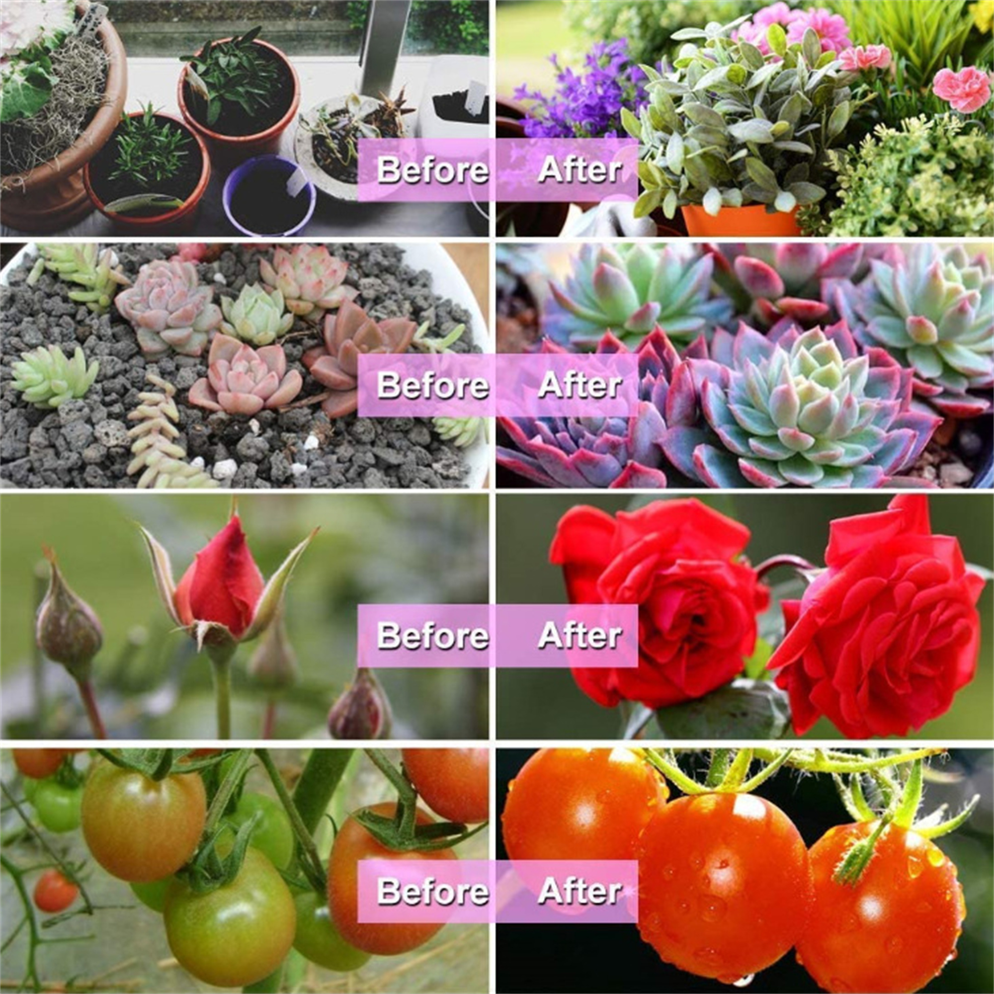 Ein Vorher-Nachher-Set von Bildern, die Pflanzenwachstum zeigen: Blumen, Tomaten und andere Pflanzen.