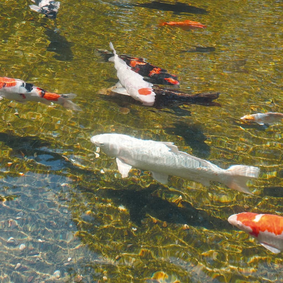 Kois in einem Teich, Sonnenlicht reflektiert sich auf der Wasseroberfläche.