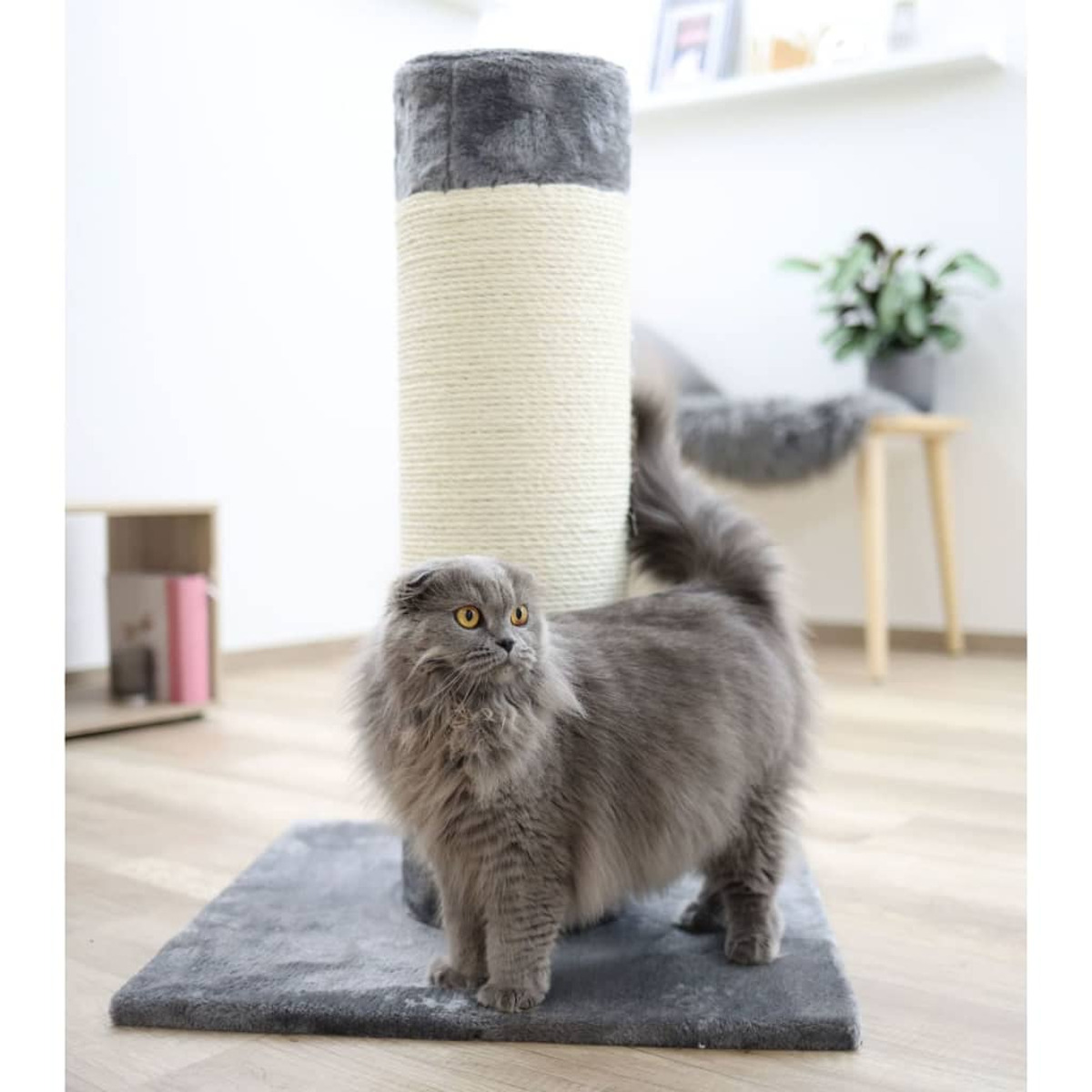 Un gatto grigio in piedi accanto a un tiragraffi per gatti. Il palo è di colore chiaro.