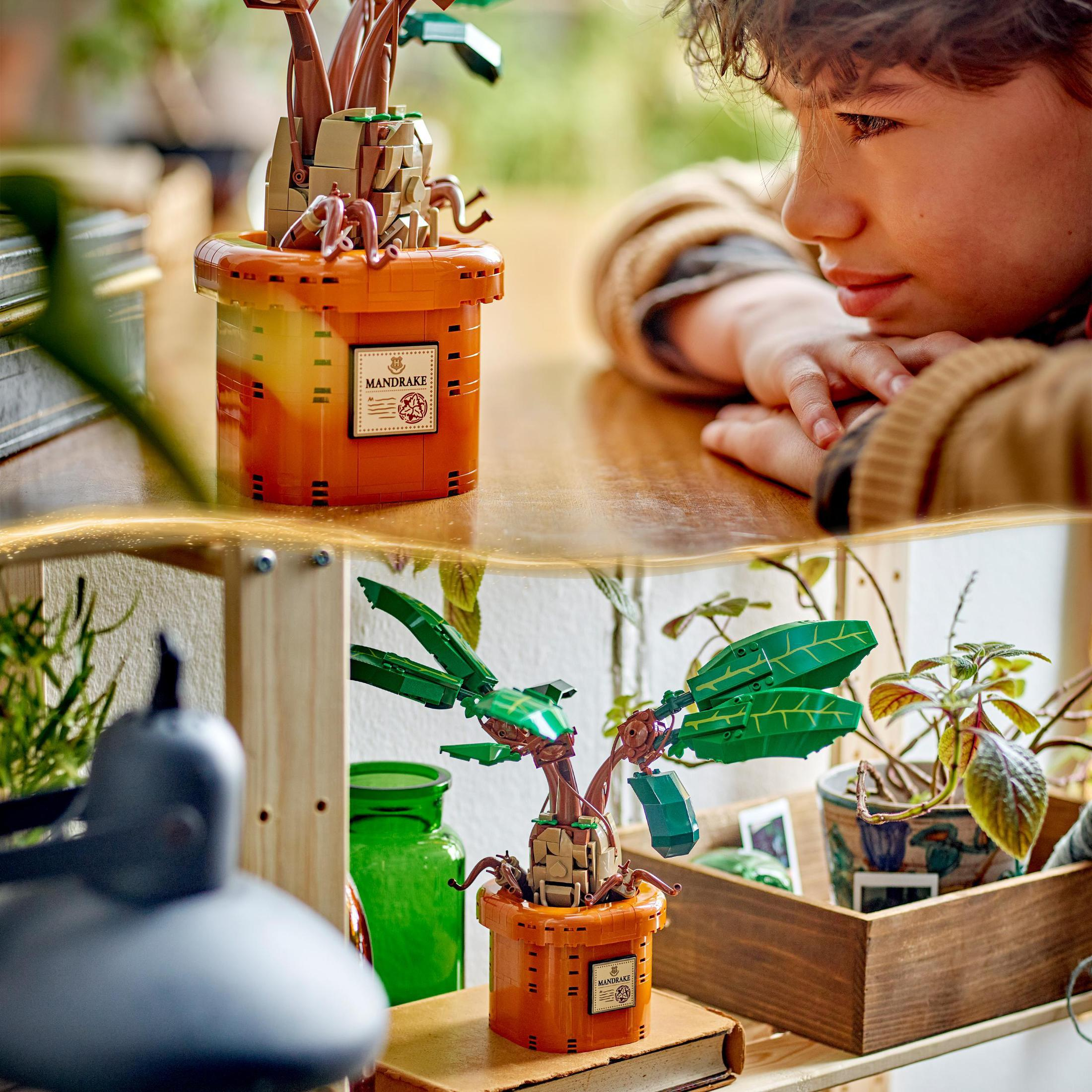 Chłopiec patrzy na roślinę Lego Mandragora. Roślina jest w pomarańczowej doniczce. Tło ma półkę.
