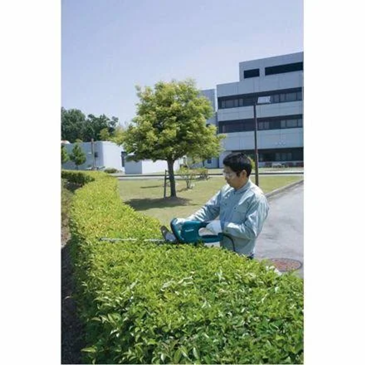 Osoba przycina zielony żywopłot sekatorem w słoneczny dzień.