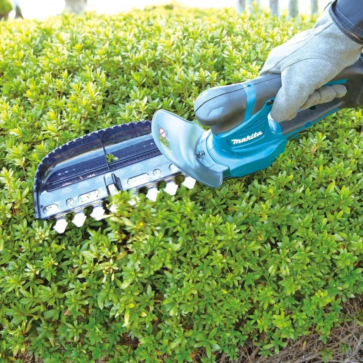 Primer plano de cortasetos Makita turquesa y negro cortando arbusto verde, al aire libre.