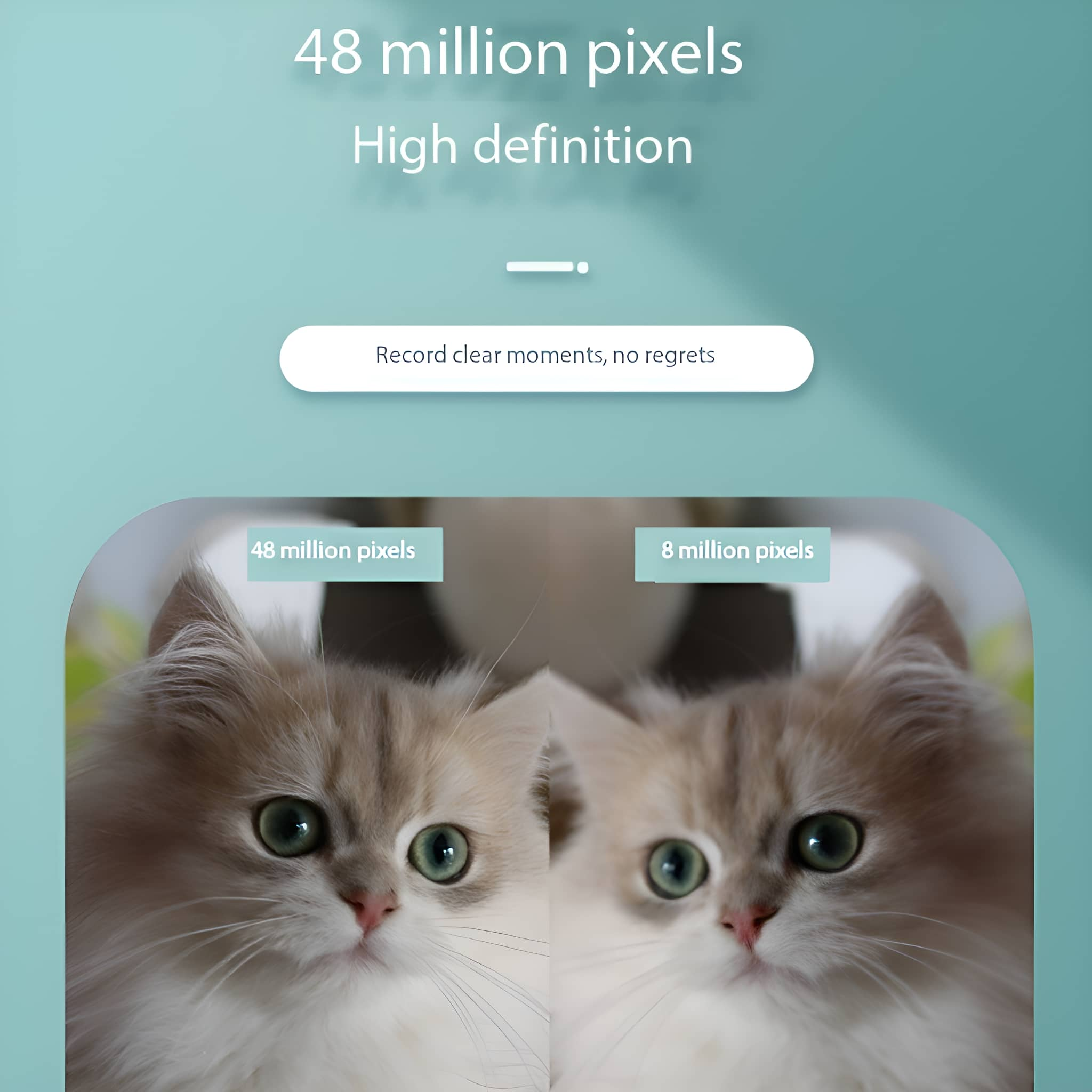 Zwei Katzen, eine mit 48 Millionen Pixeln, die andere mit 8 Millionen.