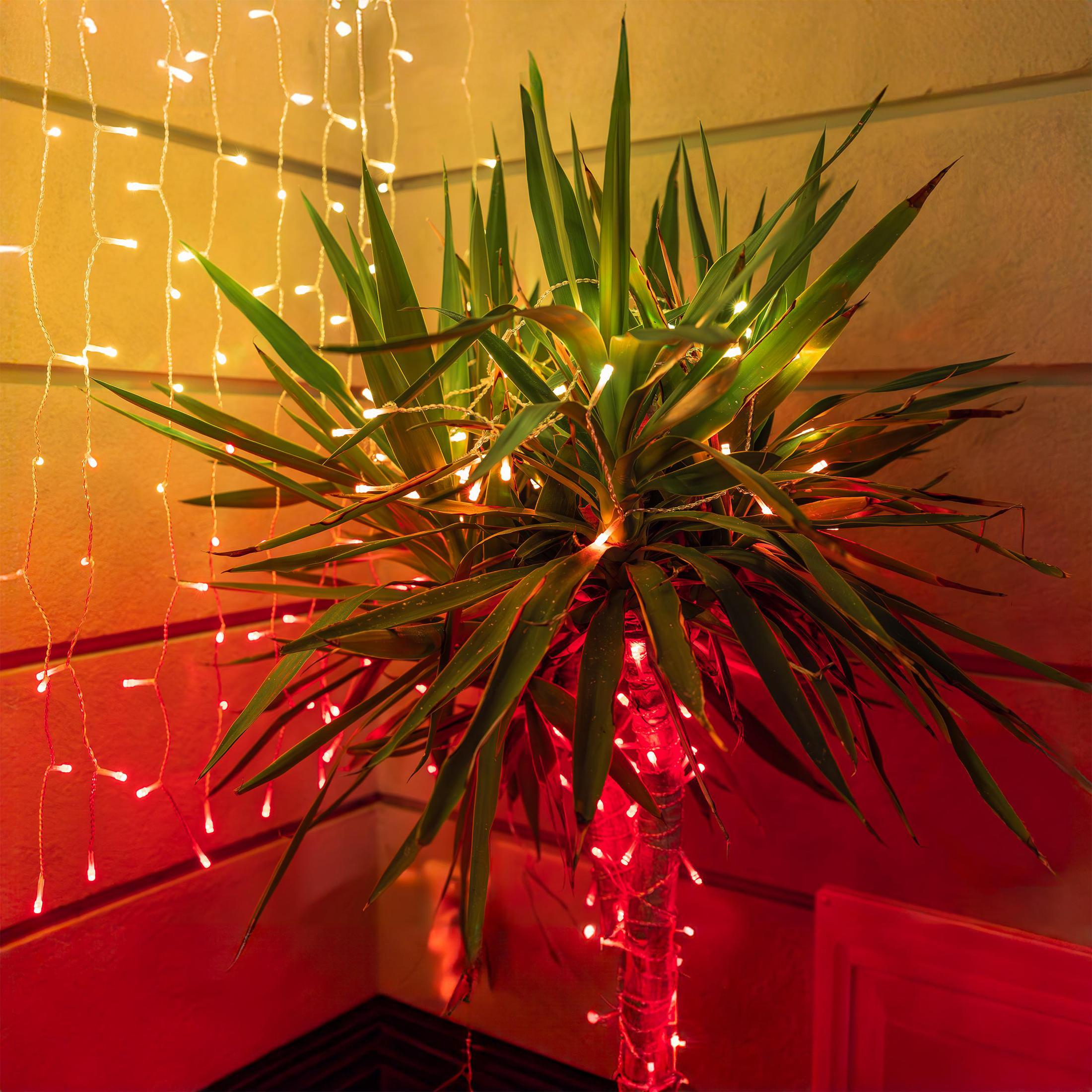 Roślina juki z czerwonymi światłami u podstawy i sznurami świateł na ścianie.