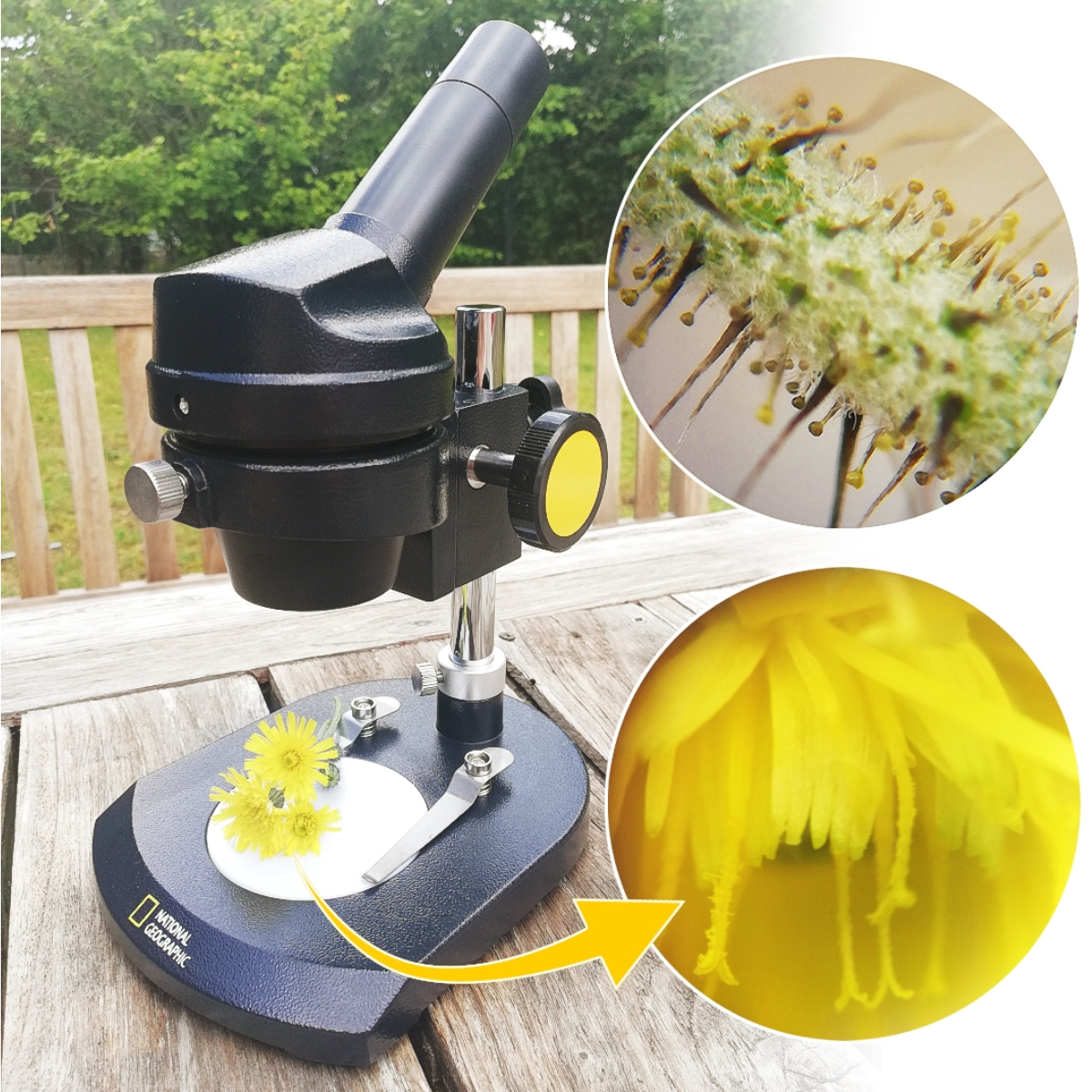 Microscopio negro con perilla amarilla y dos imágenes de detalles florales amarillos, sobre una mesa de madera.