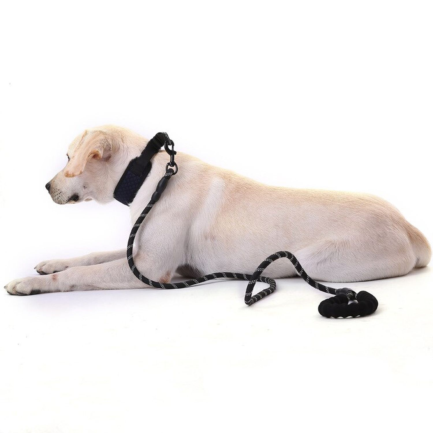 Weißer Hund liegt auf weißem Hintergrund, mit schwarzer Leine und Halsband.