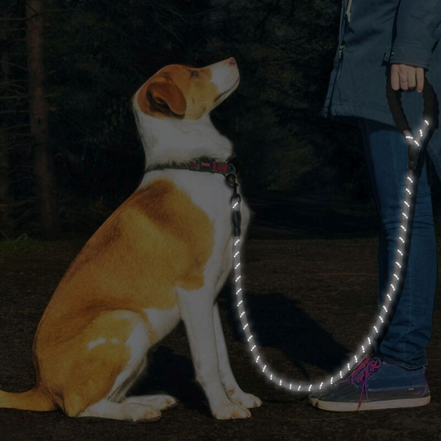 Ein Hund an der Leine bei Nacht, mit reflektierender Leine und einer Person, die die Leine hält.