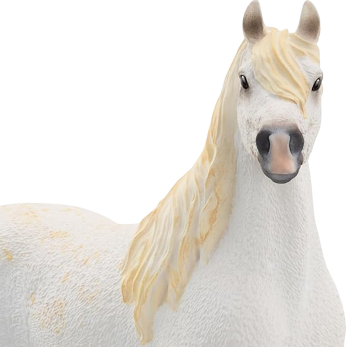 Biały koń z blond grzywą i ogonem. Koń patrzy na widza.