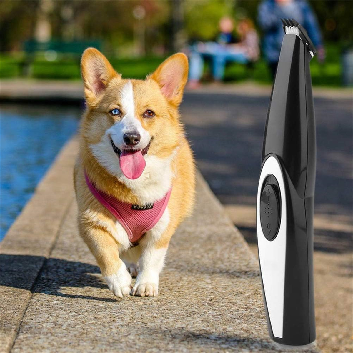 Ein Corgi mit rosa Geschirr. Ein Hundepflege-Werkzeug ist im Hintergrund.