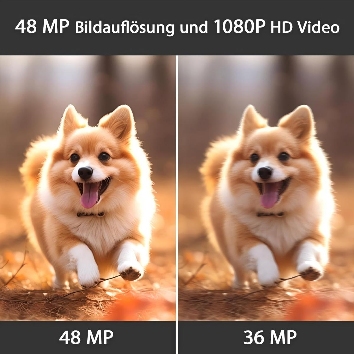 Zwei laufende Hunde, einer im Fokus, der andere verschwommen, nebeneinander, mit Text darunter.