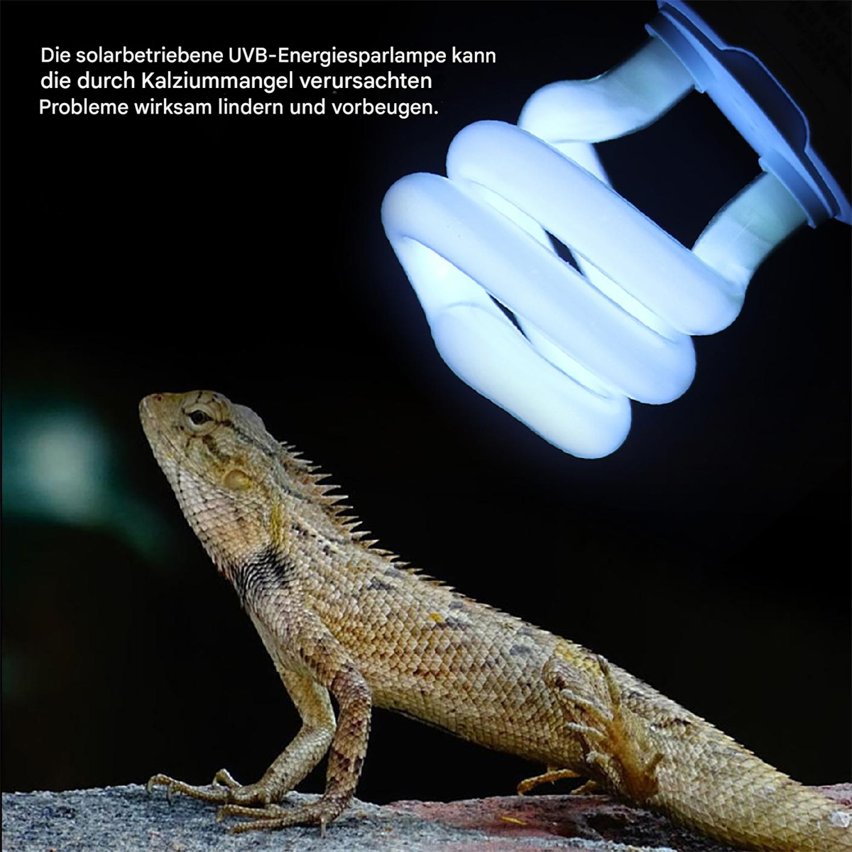 Eine Eidechse neben einer UV-Lampe, mit Text über Probleme durch Kalziummangel.