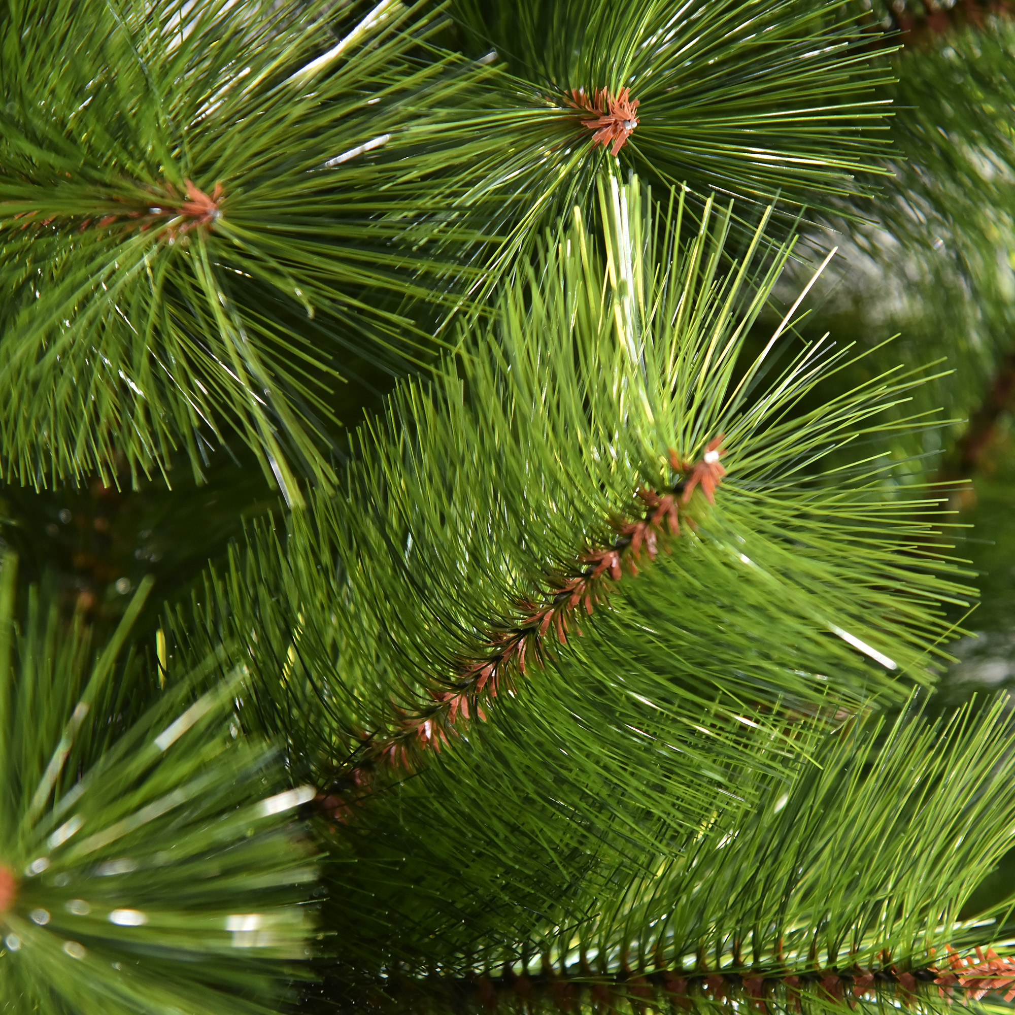 Primer plano de agujas de pino verdes con tallos marrones, natural y detallado.
