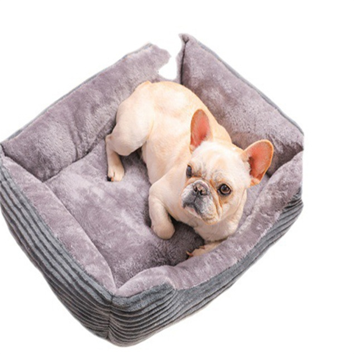 Ein beiger Hund liegt in einem grauen Bett.