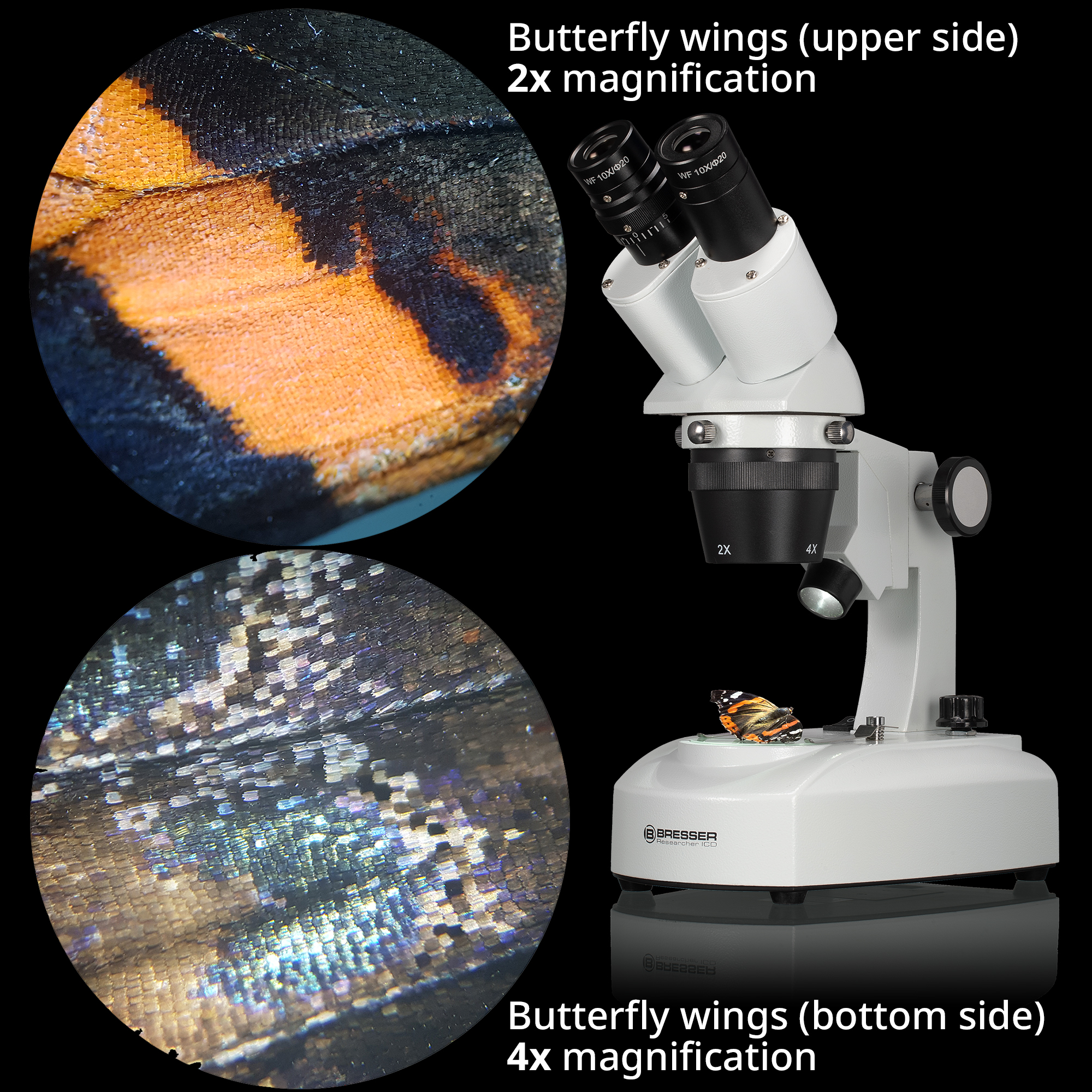 Microscopio con detalles de alas de mariposa. Lado superior naranja y negro, lado inferior con escamas iridiscentes.