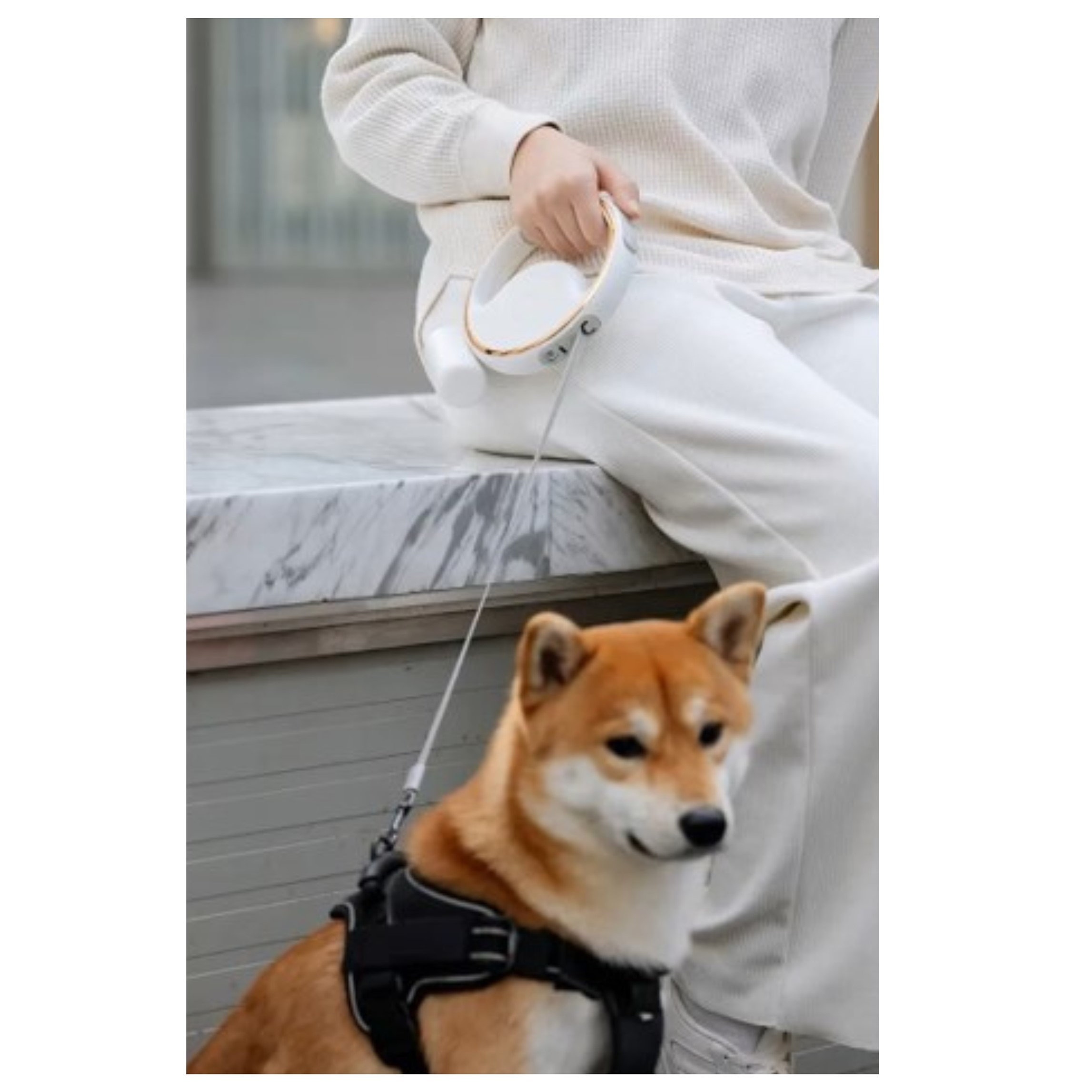 Una persona sta portando a passeggio un cane Shiba Inu. Il cane è al guinzaglio e la persona lo tiene.