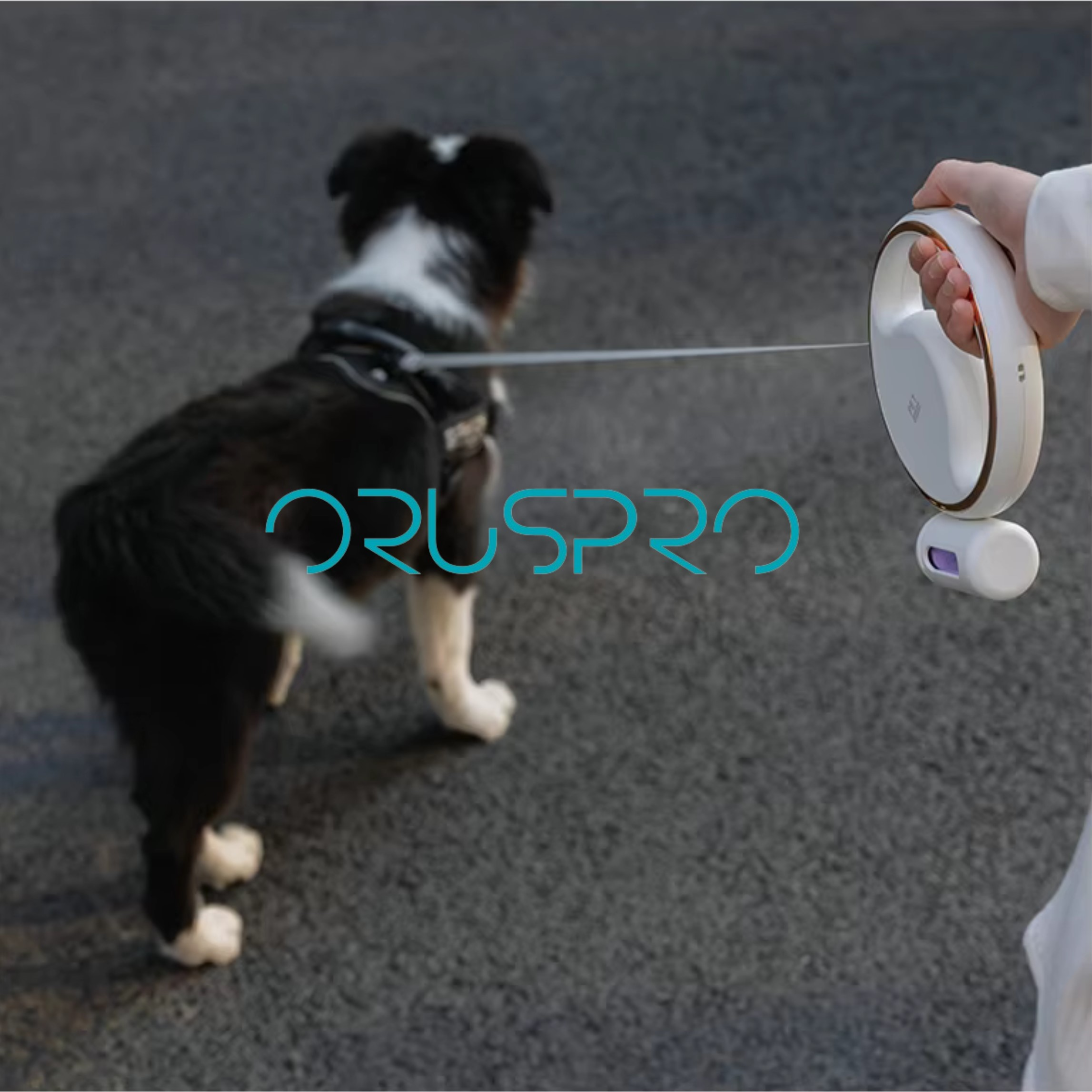 Un cane al guinzaglio e un'impugnatura del guinzaglio. Marchio: ORUSPRO. Il cane è bianco e nero.