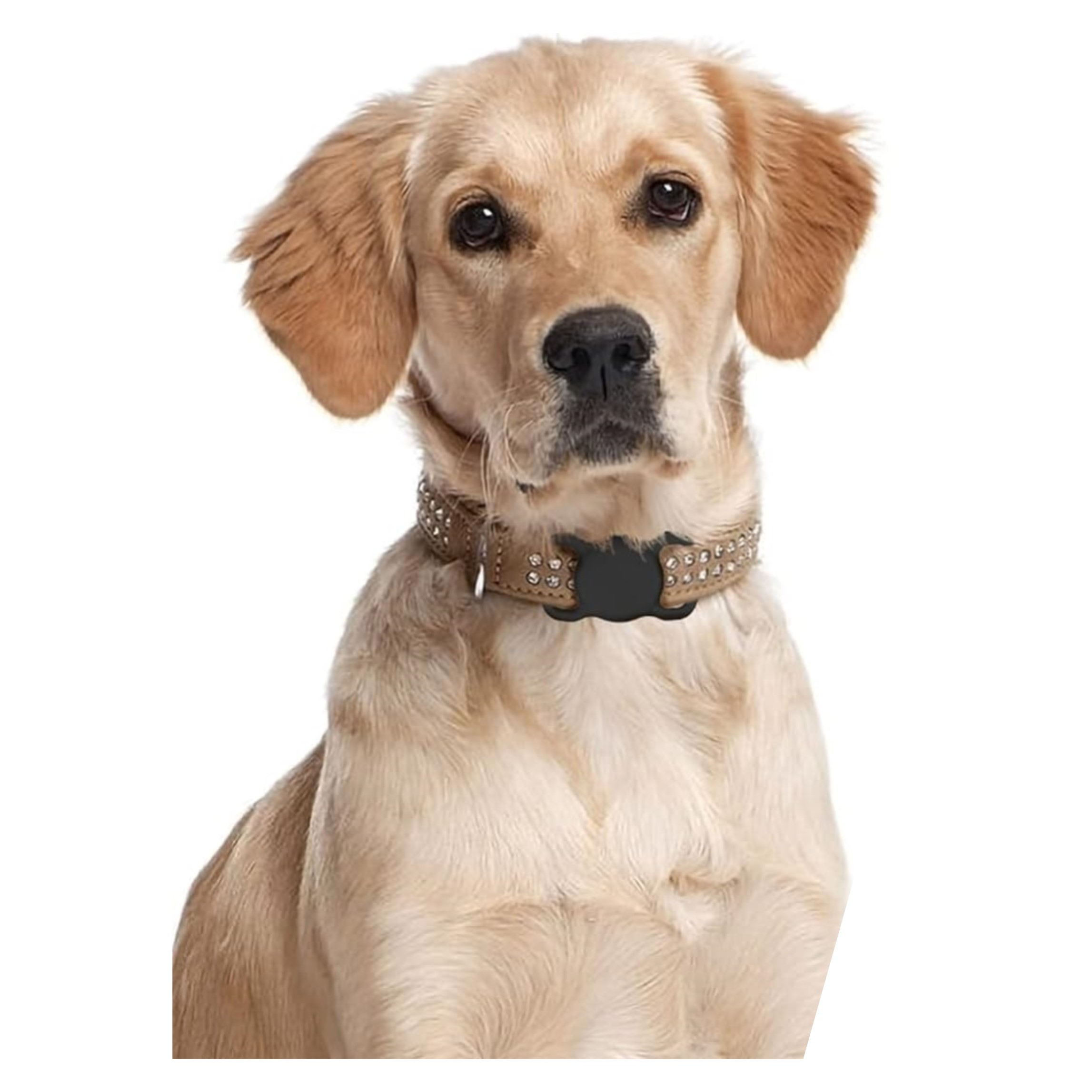 Un cane golden retriever con un collare con fibbia nera tempestato di strass.