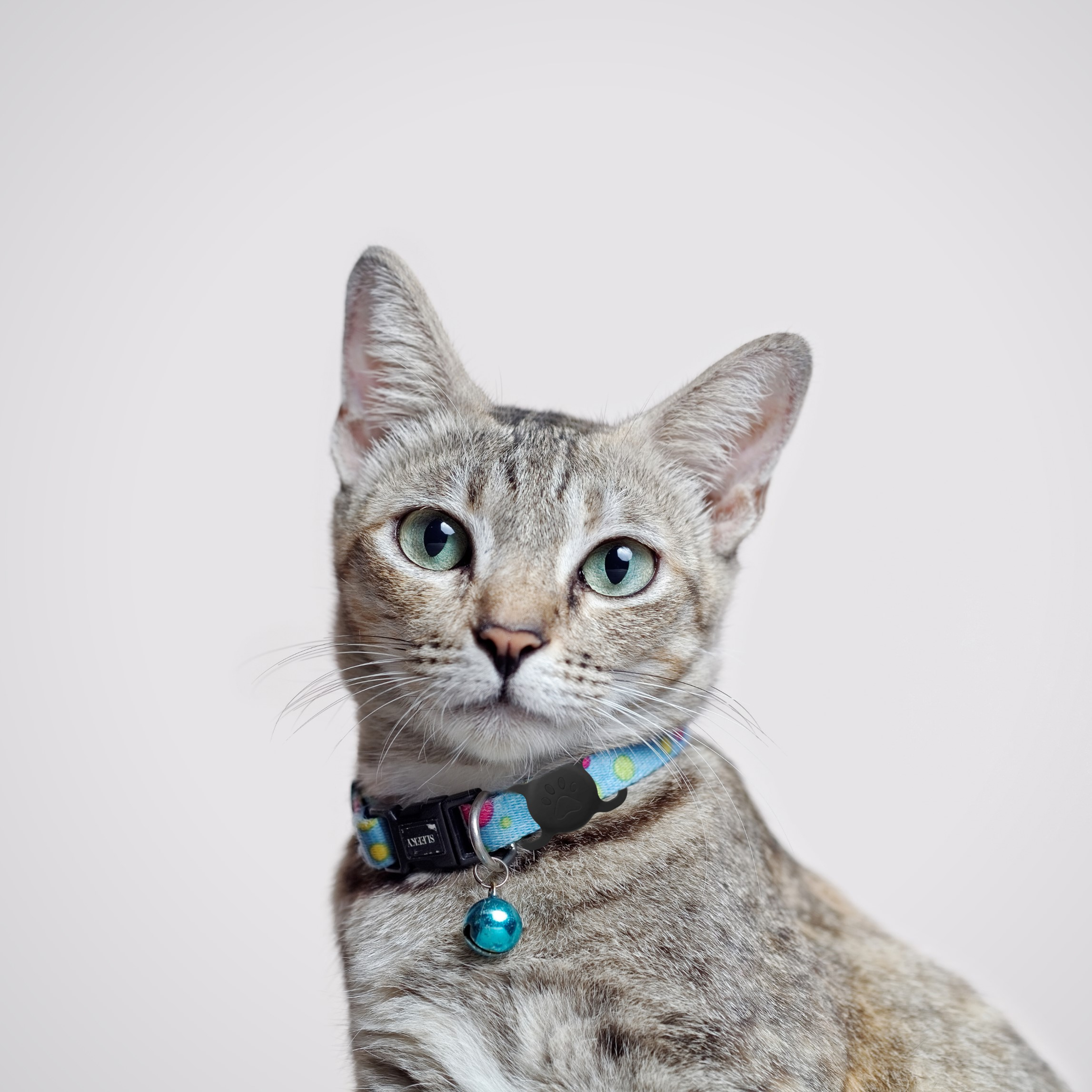 Gatto con collare. Il collare ha un campanello e un motivo floreale.