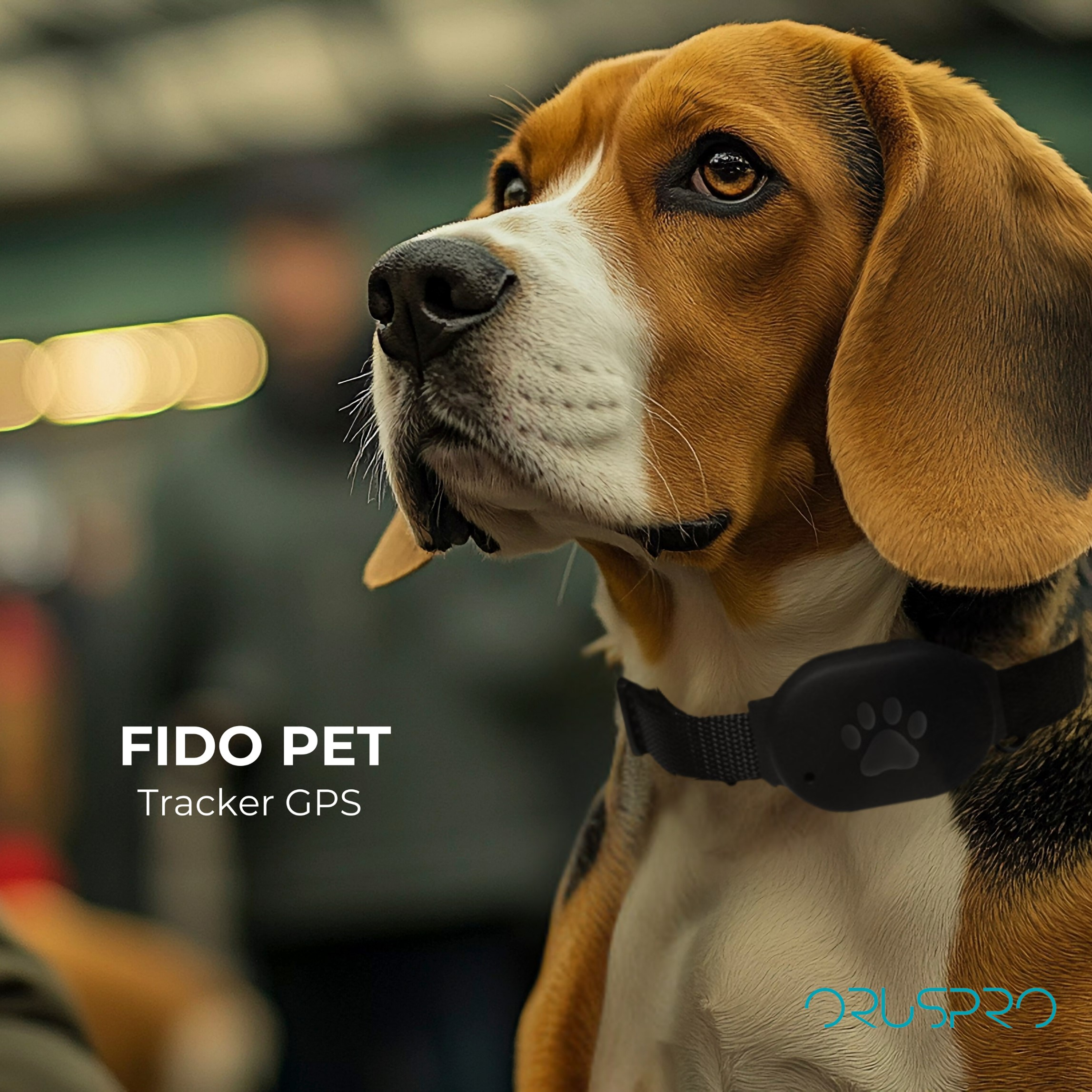 Un cane beagle con collare nero con localizzatore a impronta di zampa, sfondo sfocato.