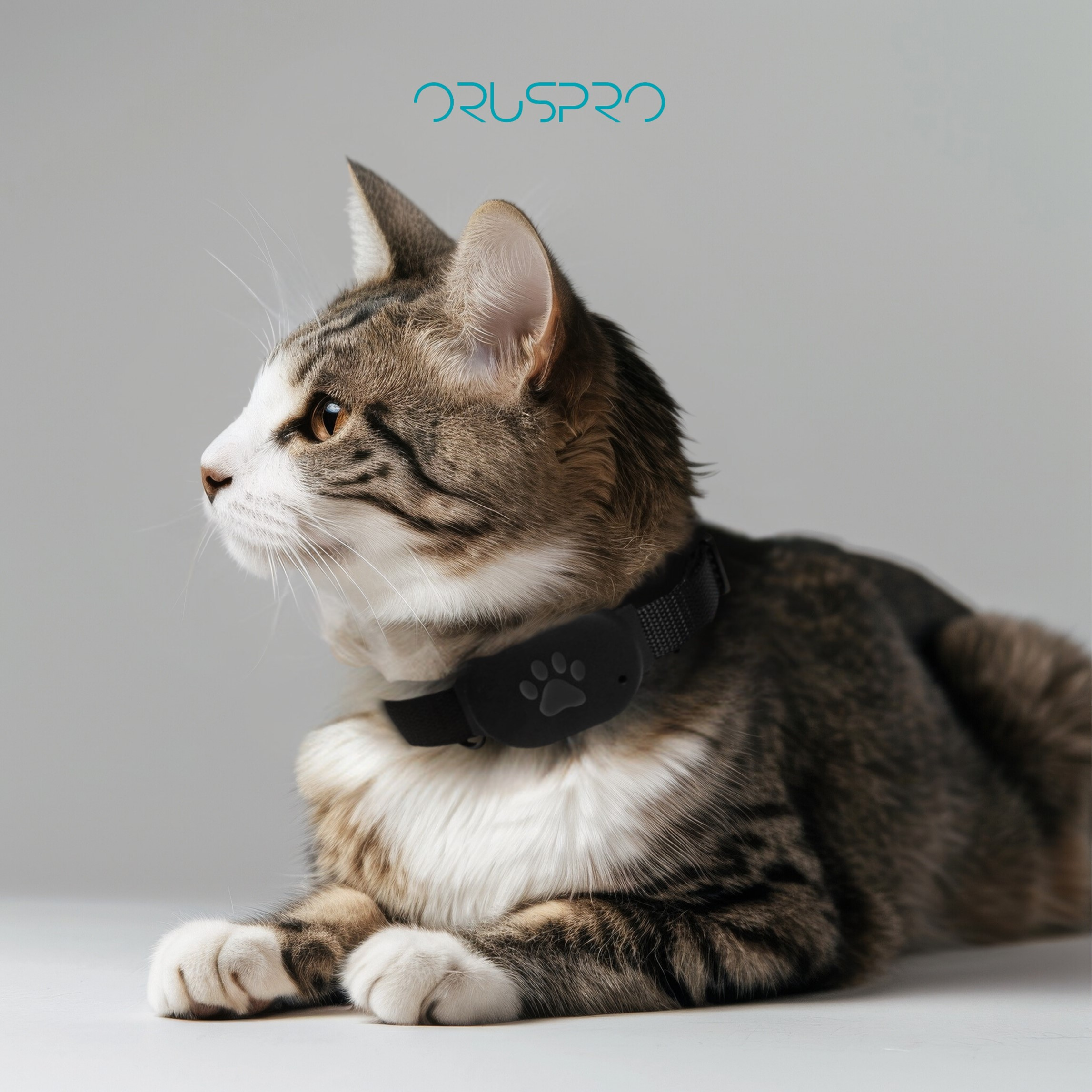 Un gatto tigrato con un collare nero con una zampa stampata si siede e guarda di lato.