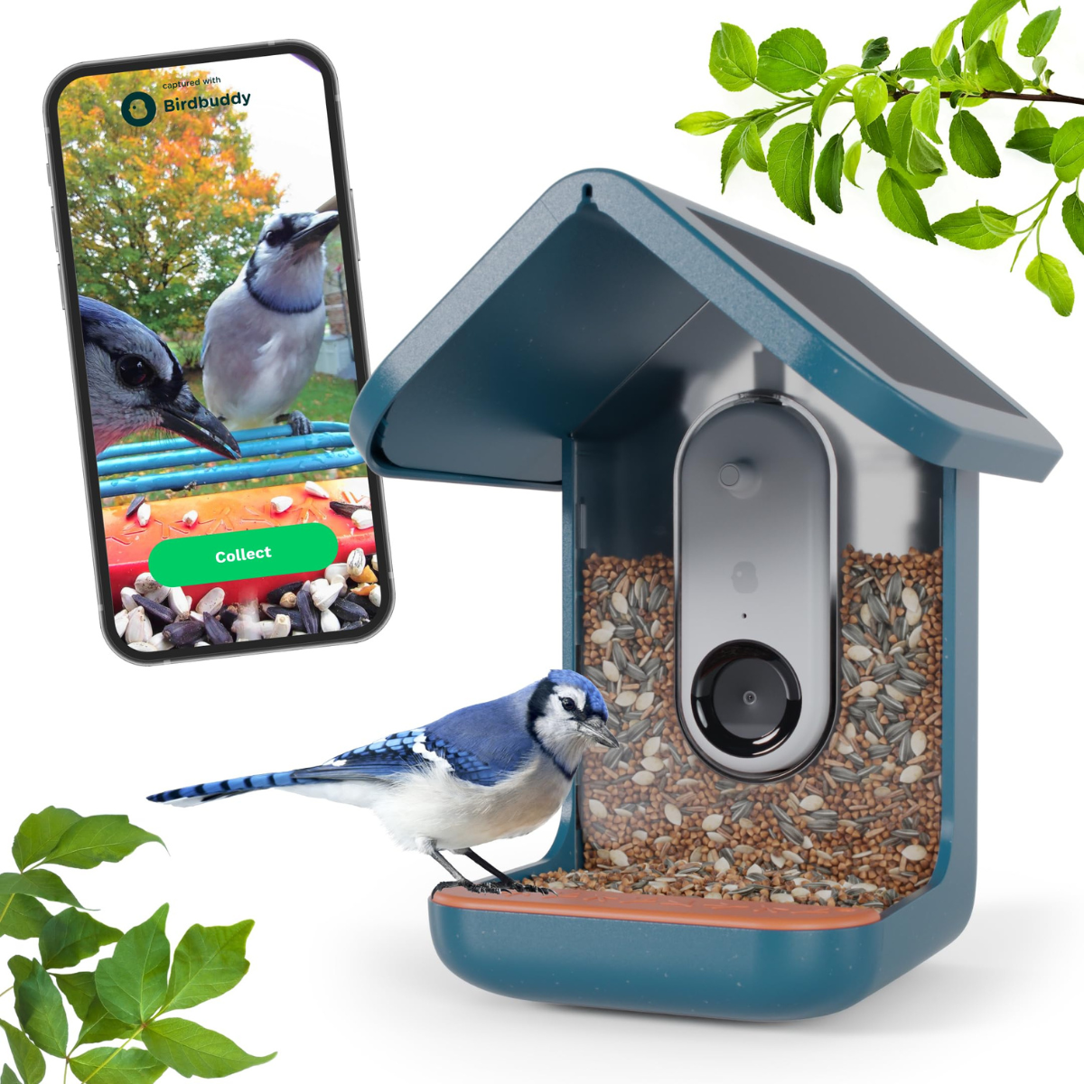 Comedero para pájaros con arrendajo azul, pantalla de teléfono y hojas verdes.
