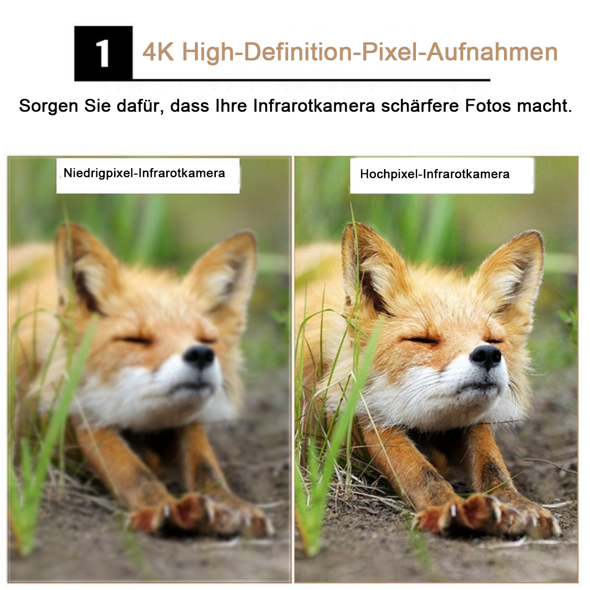 Vergleich von Fuchsbildern; Infrarotkamera mit niedriger und hoher Pixelzahl.