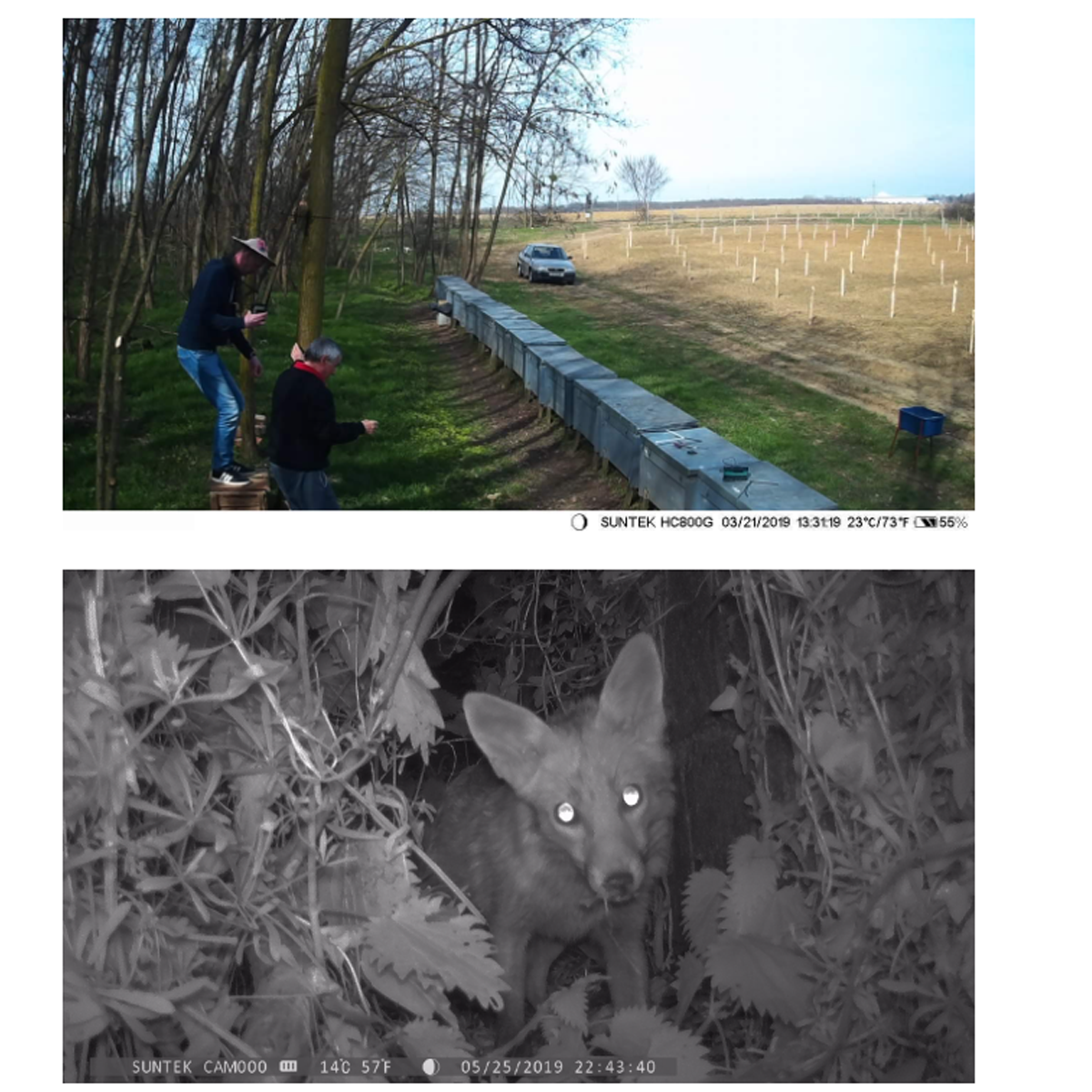 Zwei Männer bei Bienenstöcken, ein Auto und ein Feld mit Pfählen. Ein Fuchs mit leuchtenden Augen im Wald.