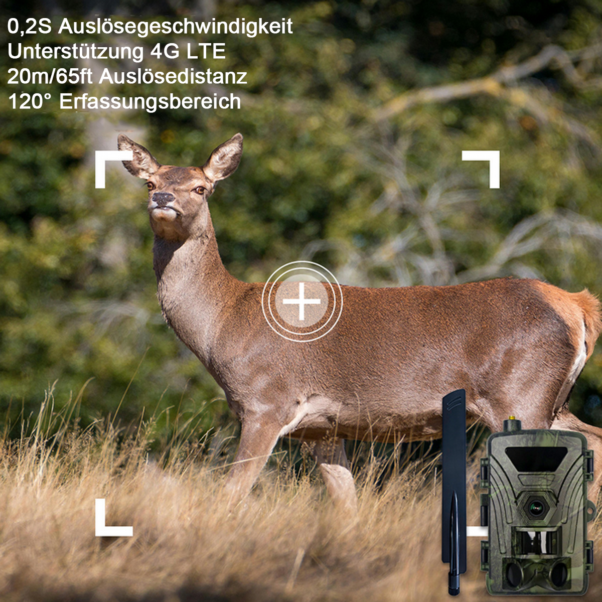 Ein Reh in einem Wald mit einer Wildkamera. Die Kamera ist getarnt.