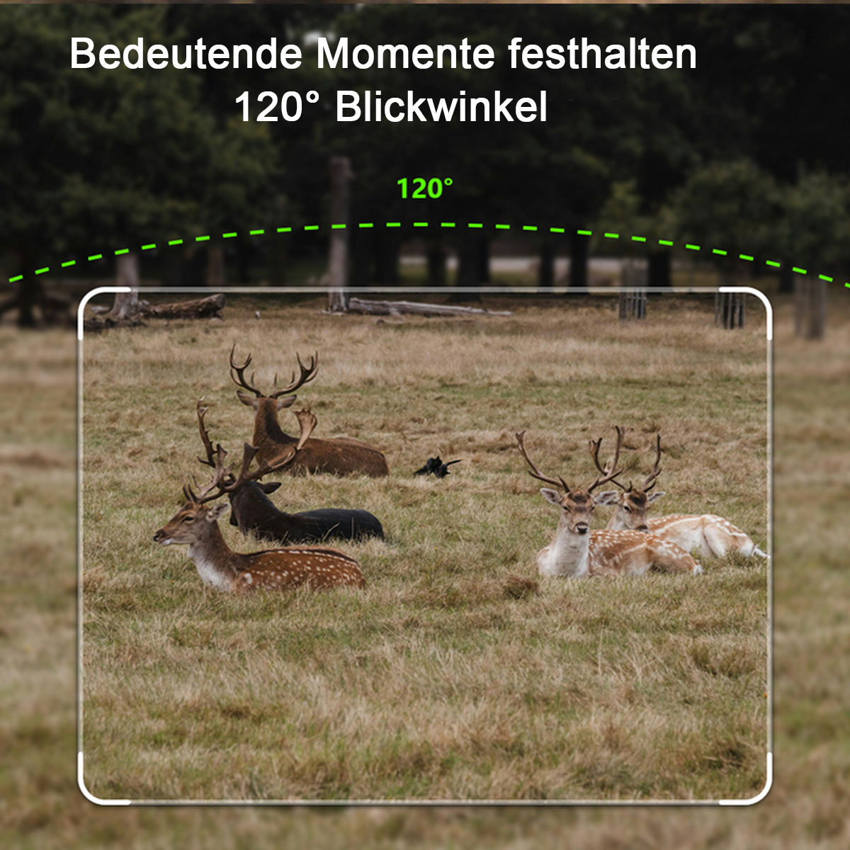 Hirsche auf einer Wiese; Ansicht durch einen Rahmen mit Text hervorgehoben. Bäume im Hintergrund.