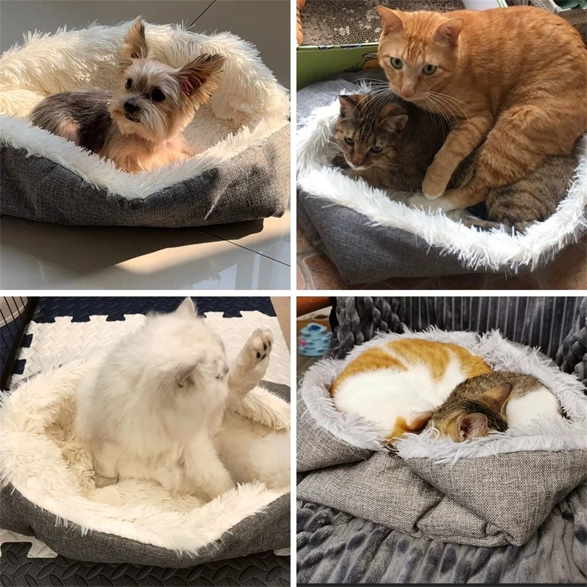 Vier Fotos von Haustieren in Betten: ein Hund, zwei Katzen, eine Katze putzt sich und zwei Katzen kuscheln.