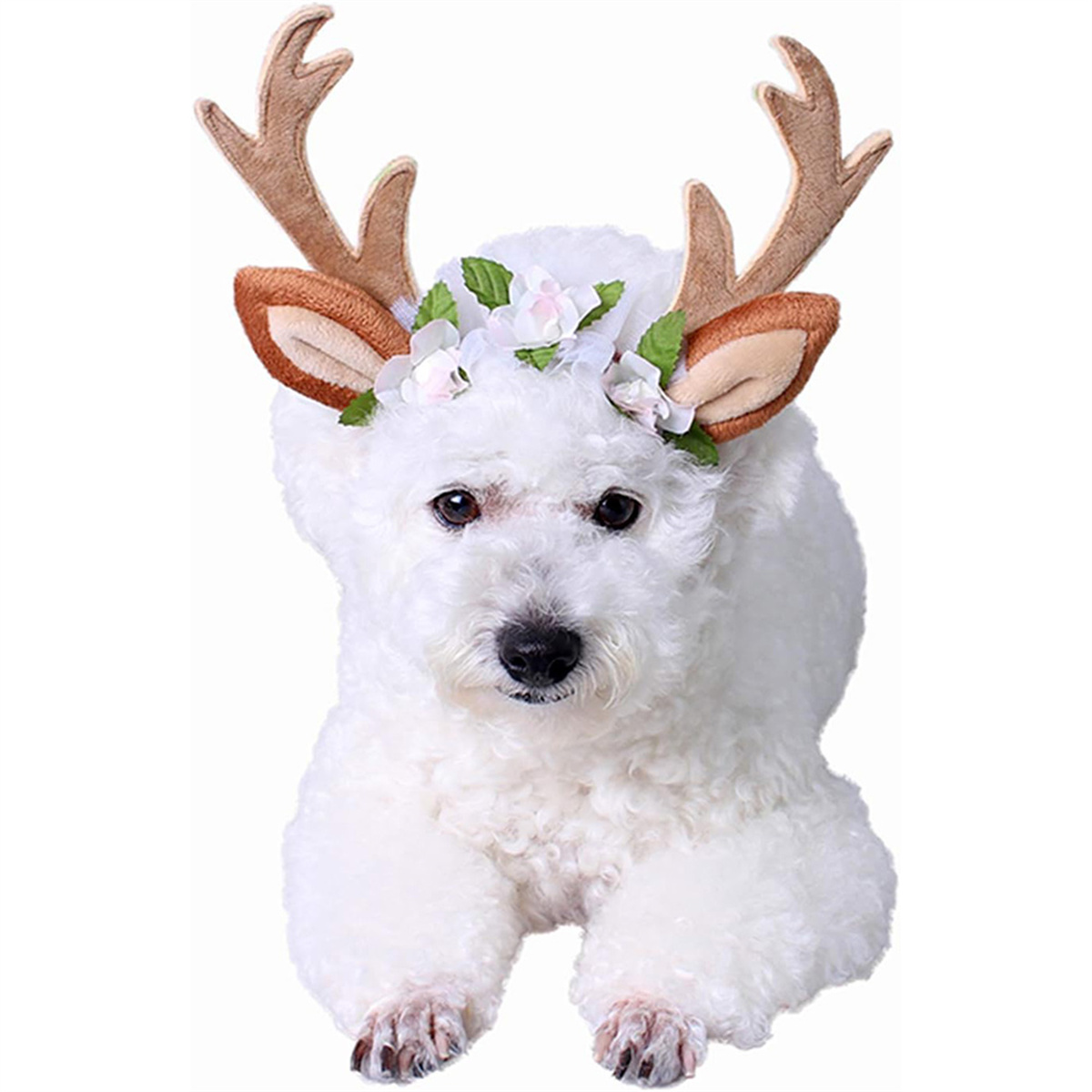 Ein weißer Hund mit braunen Geweihen und einem Blumenschmuck. Er liegt und schaut in die Kamera.