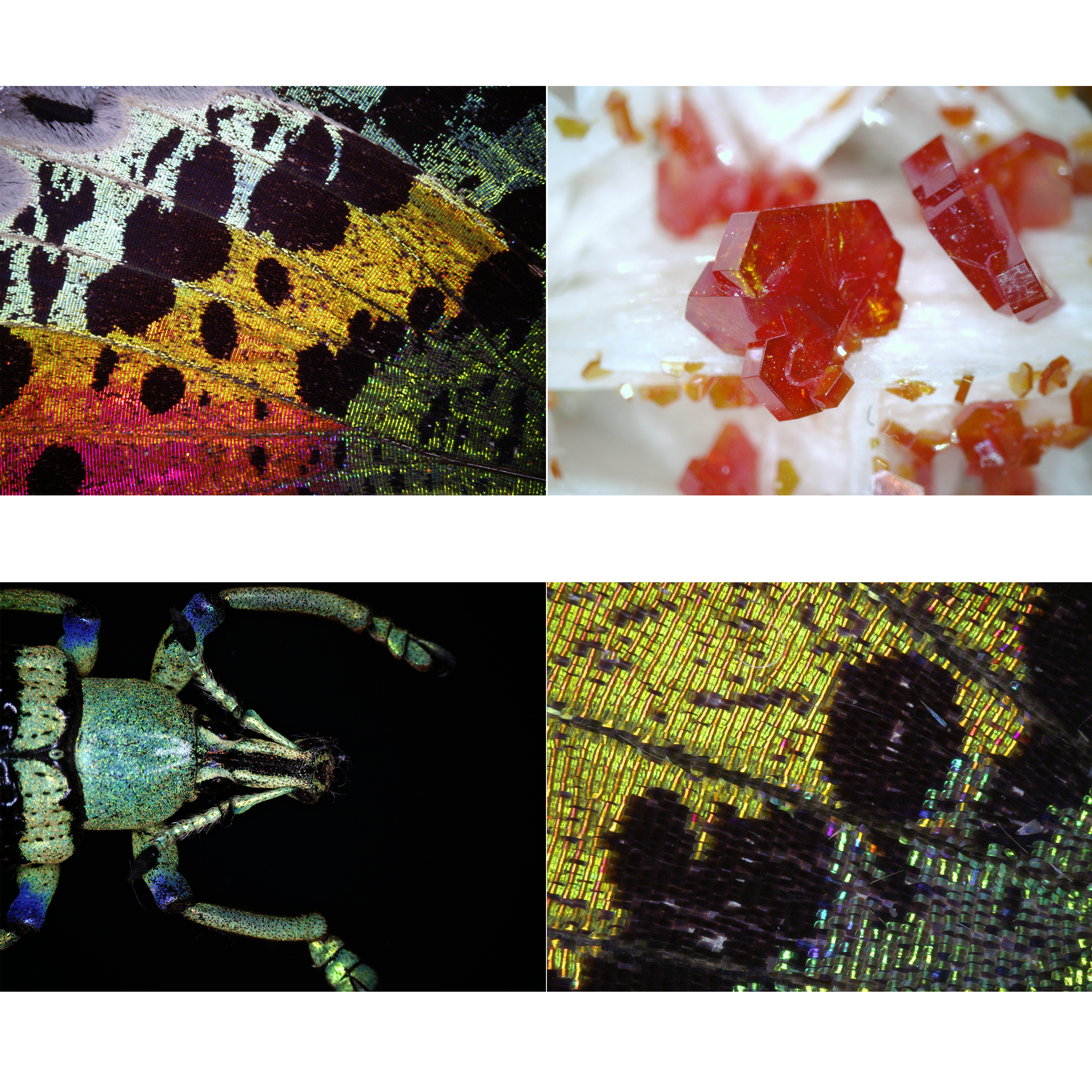 Vier Nahaufnahmen von Insekten und Schmetterlingsflügeln mit verschiedenen Texturen und Farben.