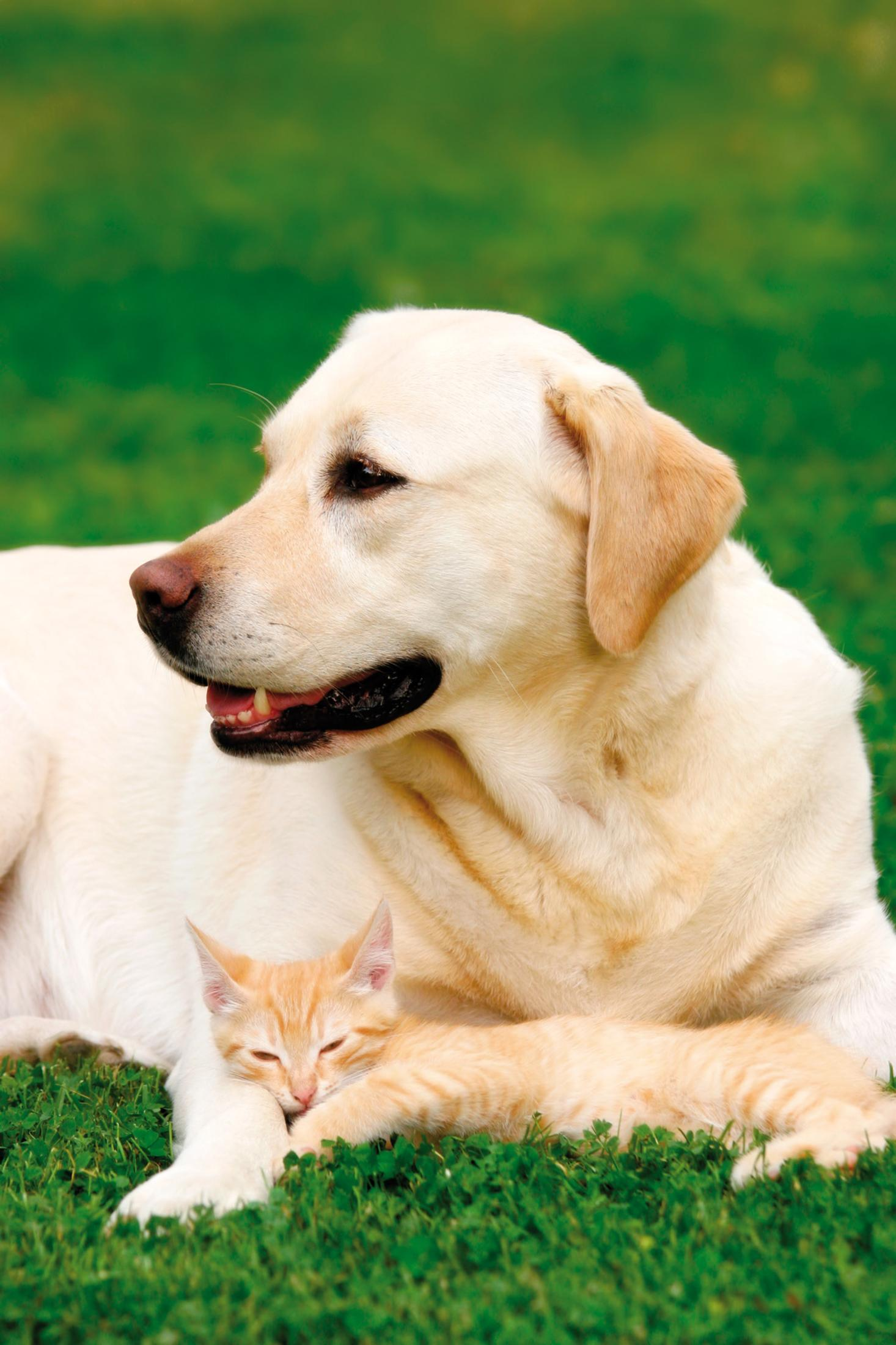 Un chien golden retriever et un chaton orange couchés sur l'herbe.