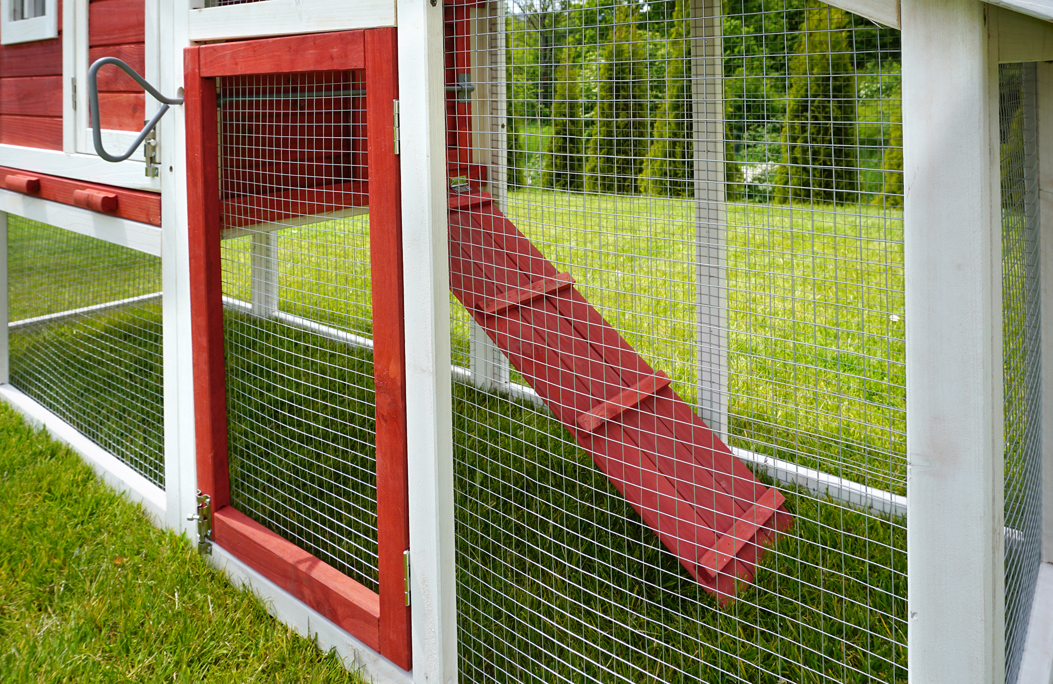 Offener Hühnerstall mit roter Rampe innen und einer Tür und Wänden aus Drahtgeflecht, auf grünem Gras.
