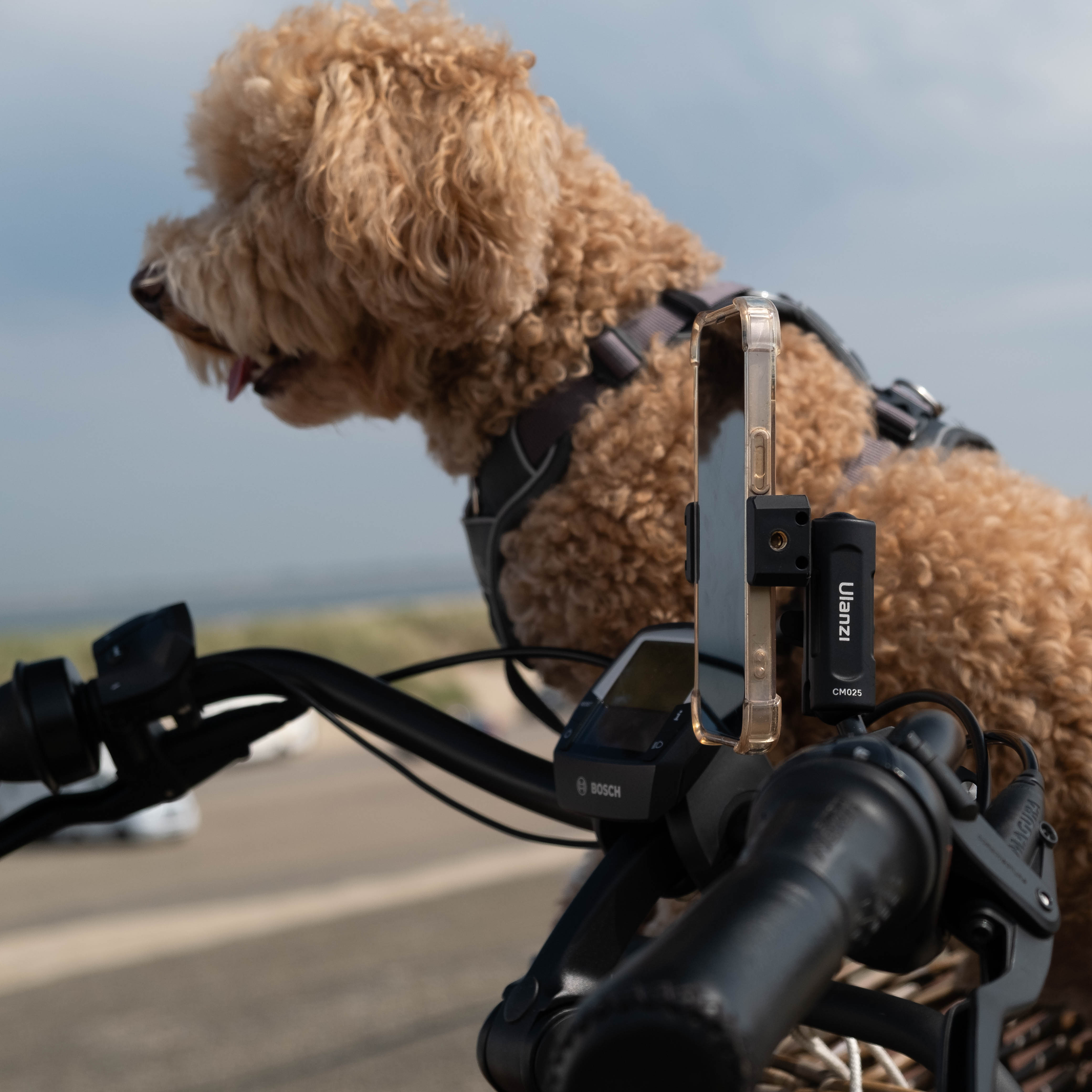 A dog on a bicycle with a phone mounted on the handlebars. Seaside background.