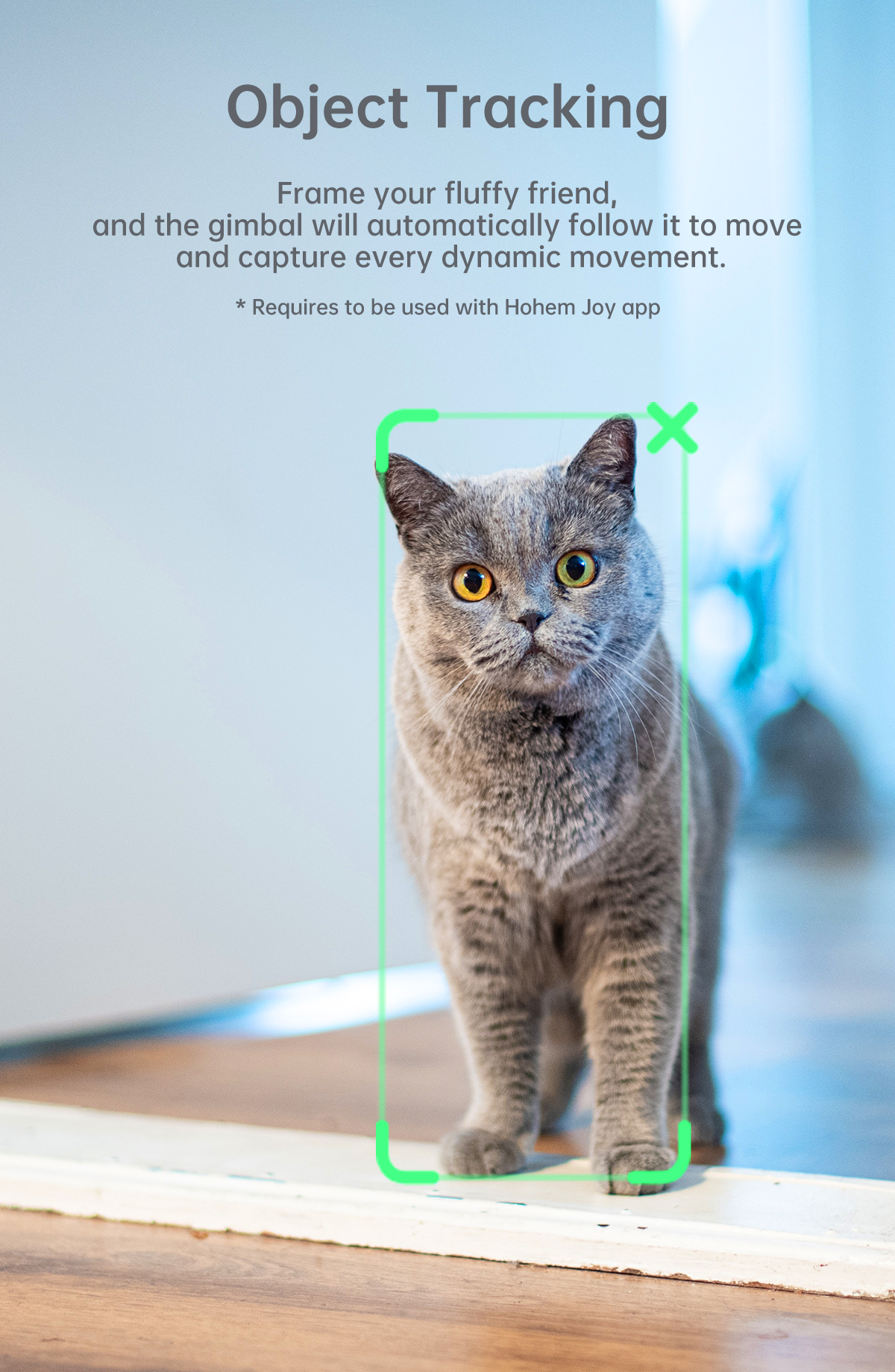 Un chat gris encadré dans une boîte verte. Le chat a des yeux verts et jaunes.