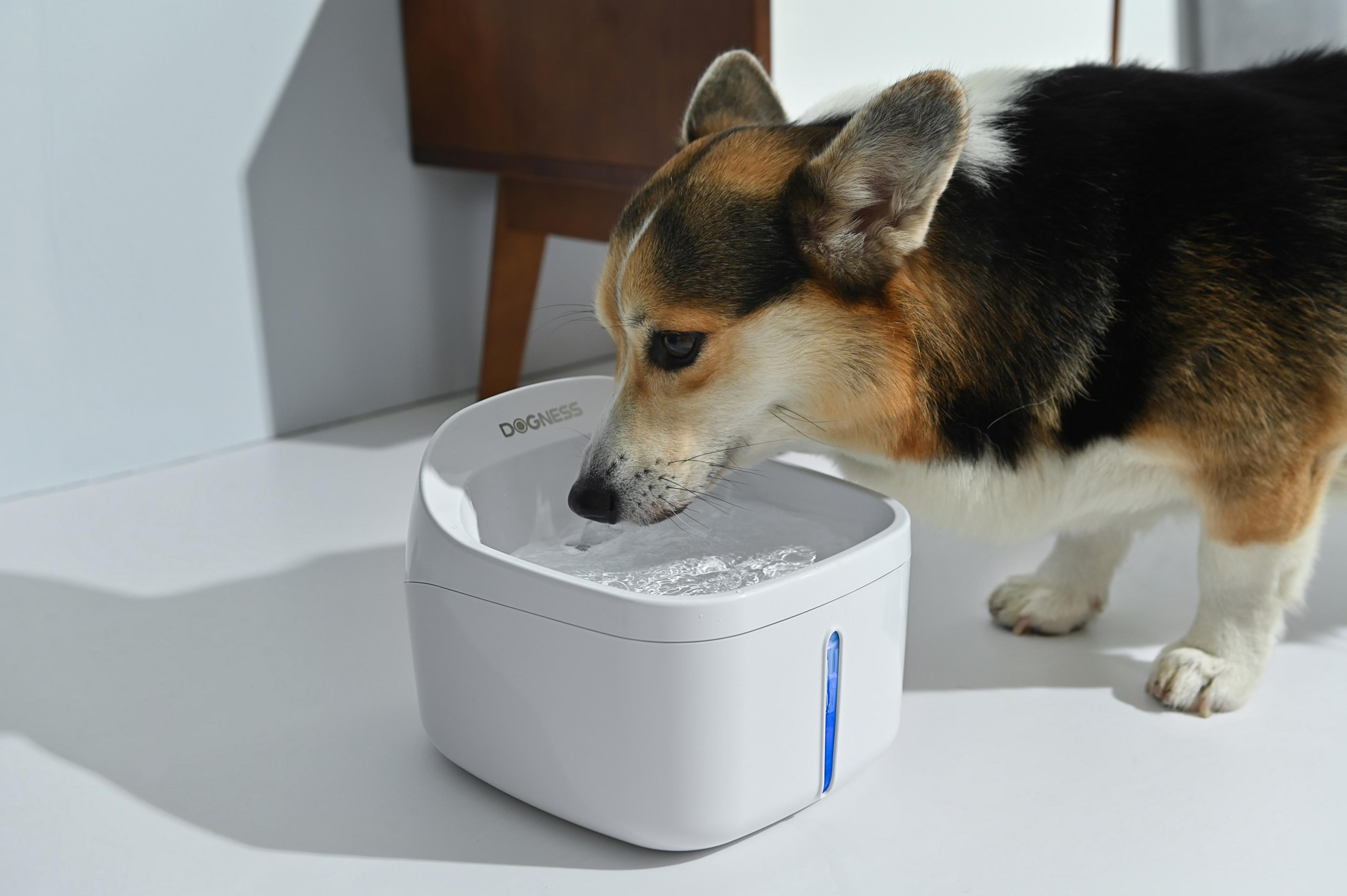 Cane Corgi che beve da una fontanella per cani bianca. La fontana ha una luce blu e la parola Dogness.