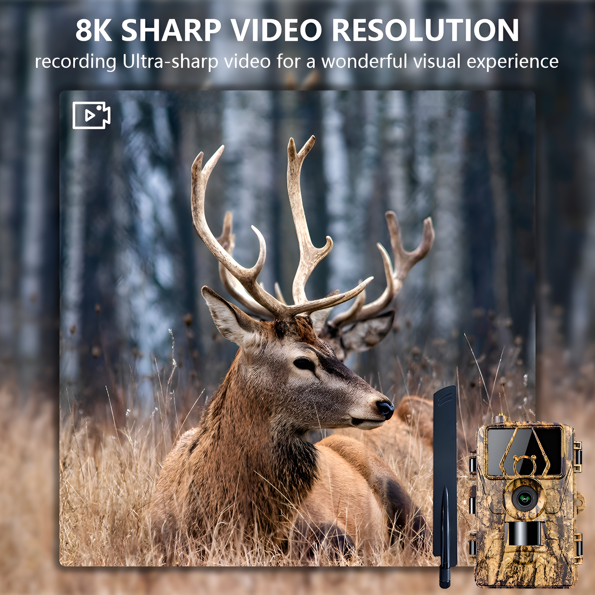 Ein Hirsch auf einem Feld, mit einer Wildkamera und Textüberlagerung zur Videoauflösung.