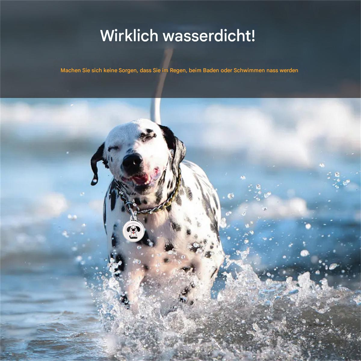 Ein Dalmatiner-Hund im Wasser. Der Hintergrund zeigt das Meer und den Himmel.
