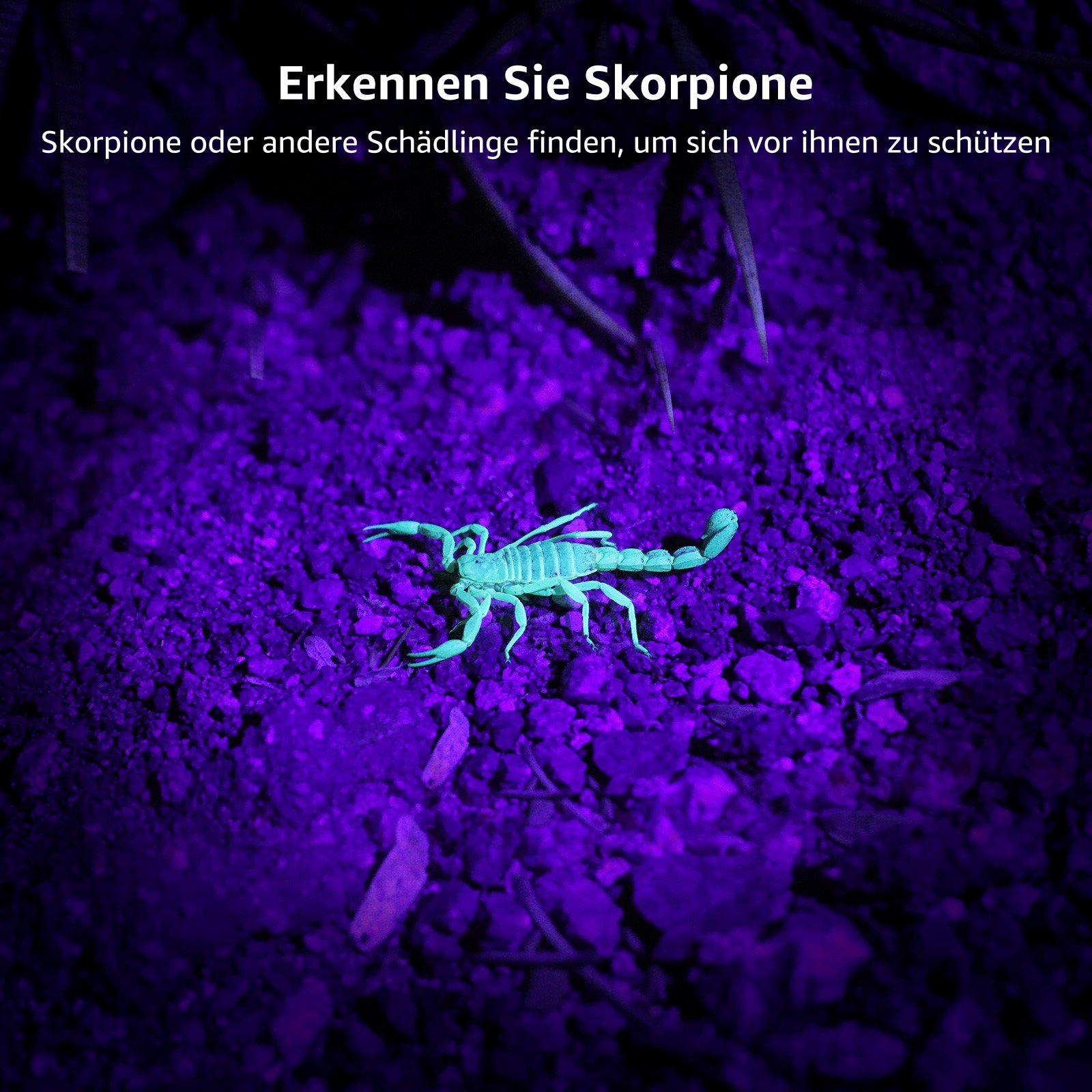 Ein Skorpion leuchtet neongrün vor lila Hintergrund in dunkler Umgebung.