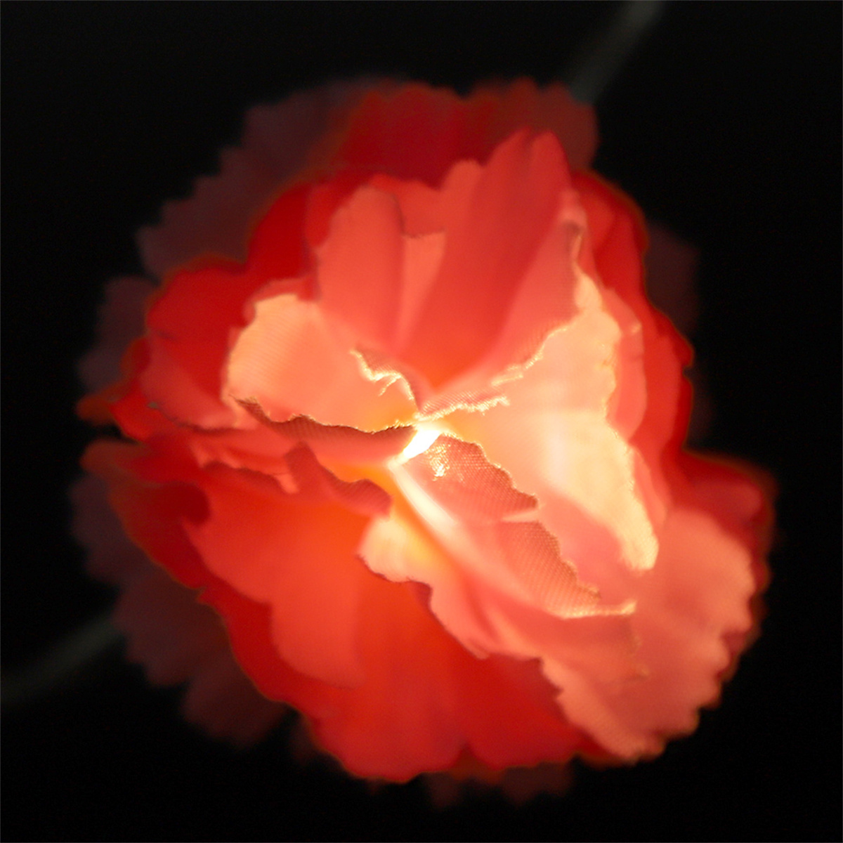 Glühende rote Blume vor schwarzem Hintergrund. Blütenblätter beleuchtet, wodurch ein weicher Lichteffekt entsteht.